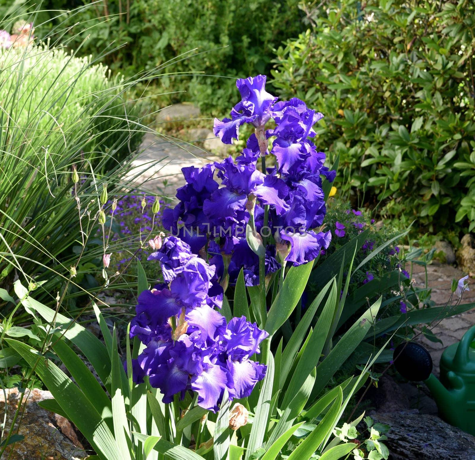 The iris is a wild flower with blue flowers.