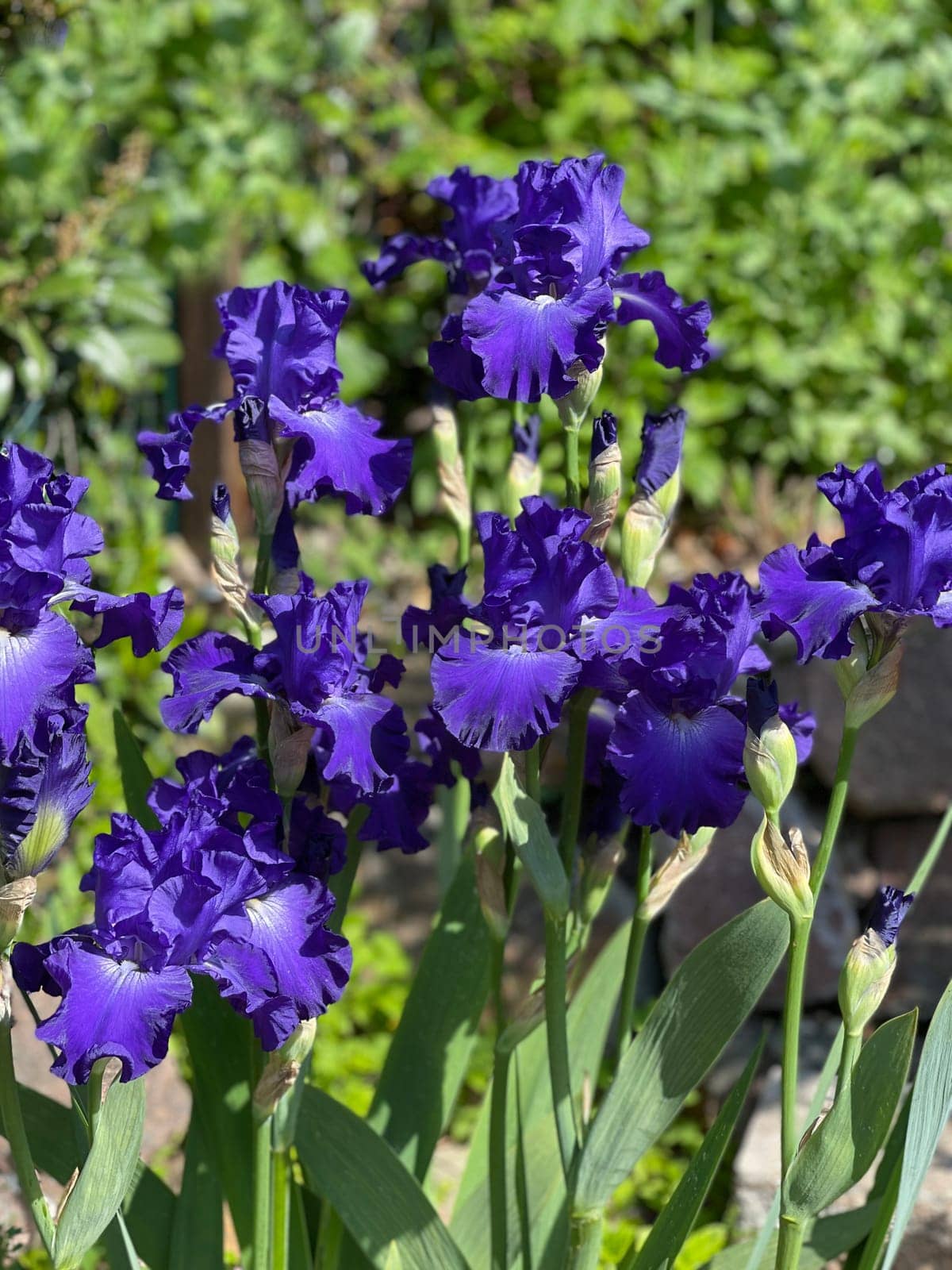 The iris is a wild flower with blue flowers.