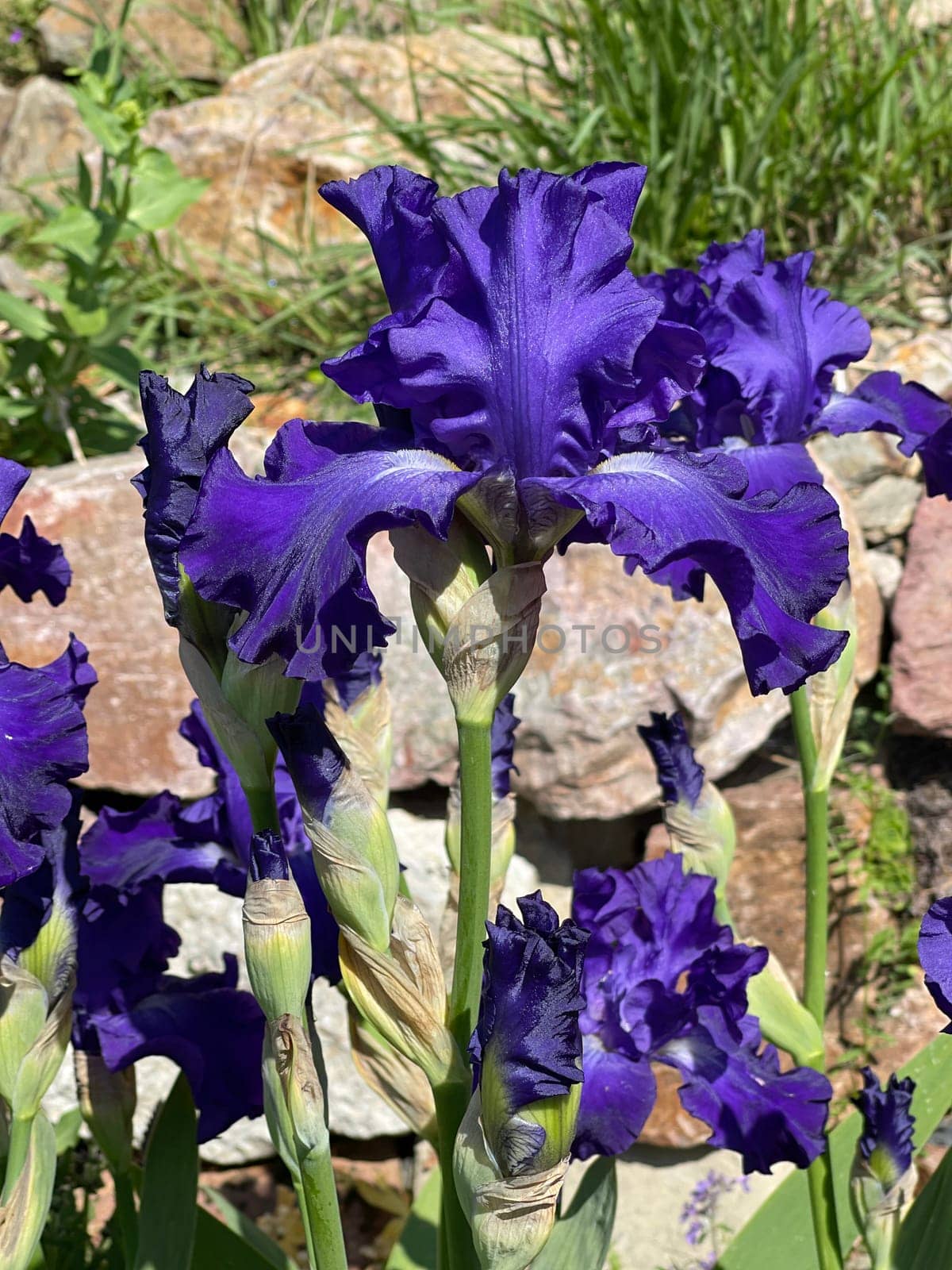 The iris is a wild flower with blue flowers.