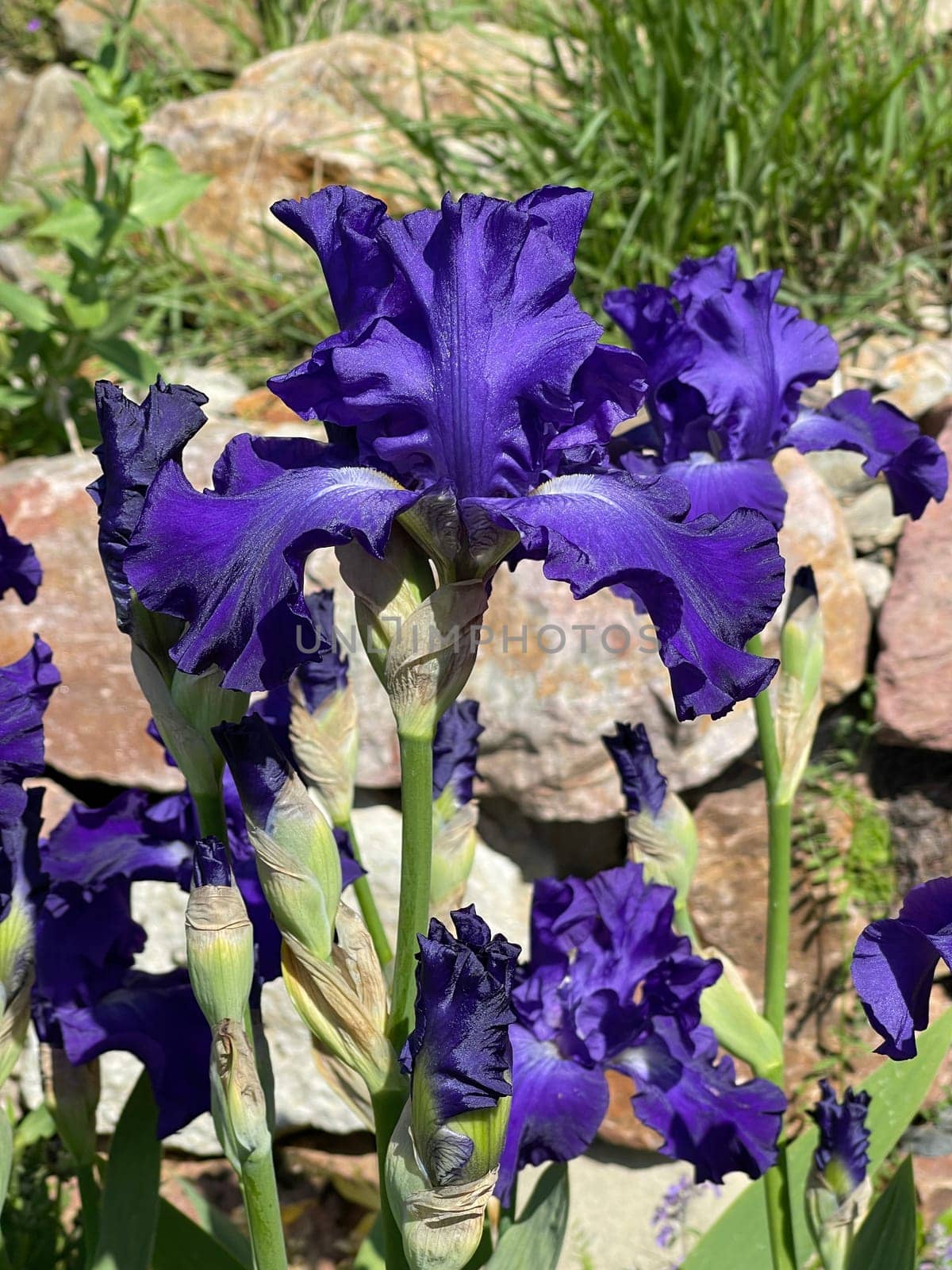 The iris is a wild flower with blue flowers.