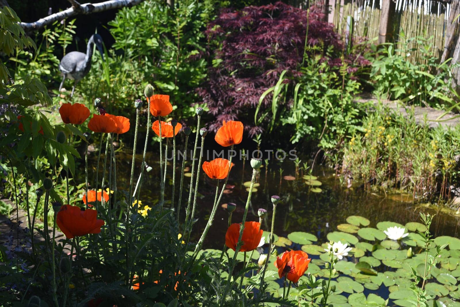 Garden pond,with water lilies and other water plants and flowers belongs in every garden that looks good.