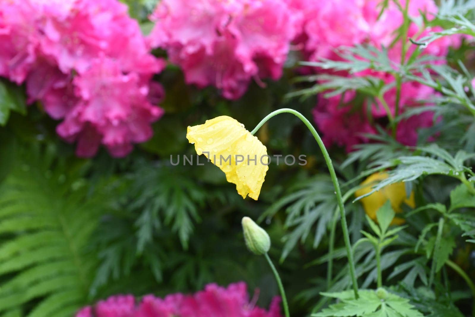 Sham poppy is a genus of plants in the poppy family with yellow flowers.