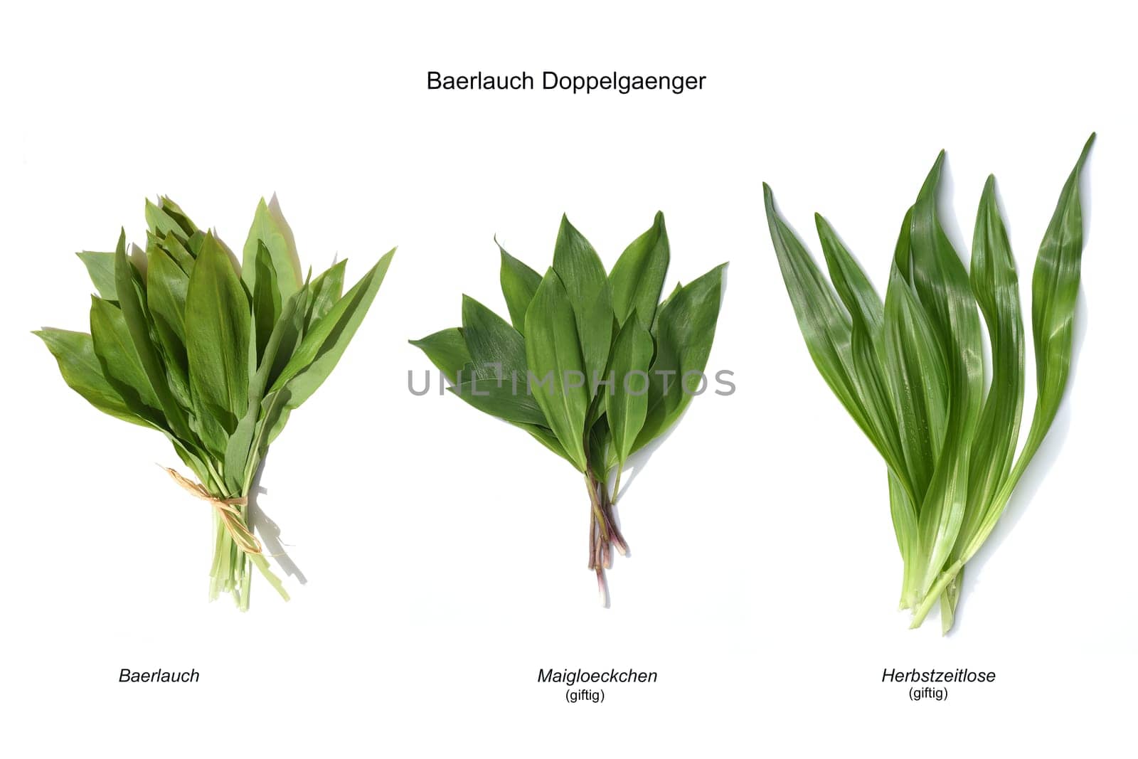 Allium  Ursinum garlic is an important herb and medicinal plant that has a garlic scent with white flowers. It has several poisonous doppelgangers,(double runner) such as lily of the valley,autumn crocus and arum.