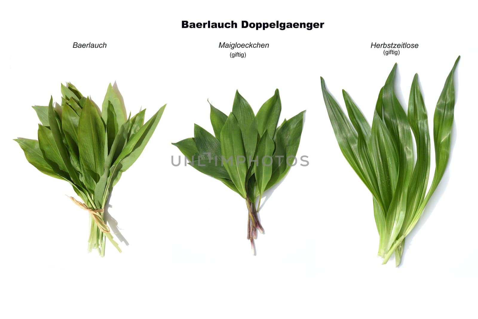 Allium  Ursinum garlic is an important herb and medicinal plant that has a garlic scent with white flowers. It has several poisonous doppelgangers,(double runner) such as lily of the valley,autumn crocus and arum.