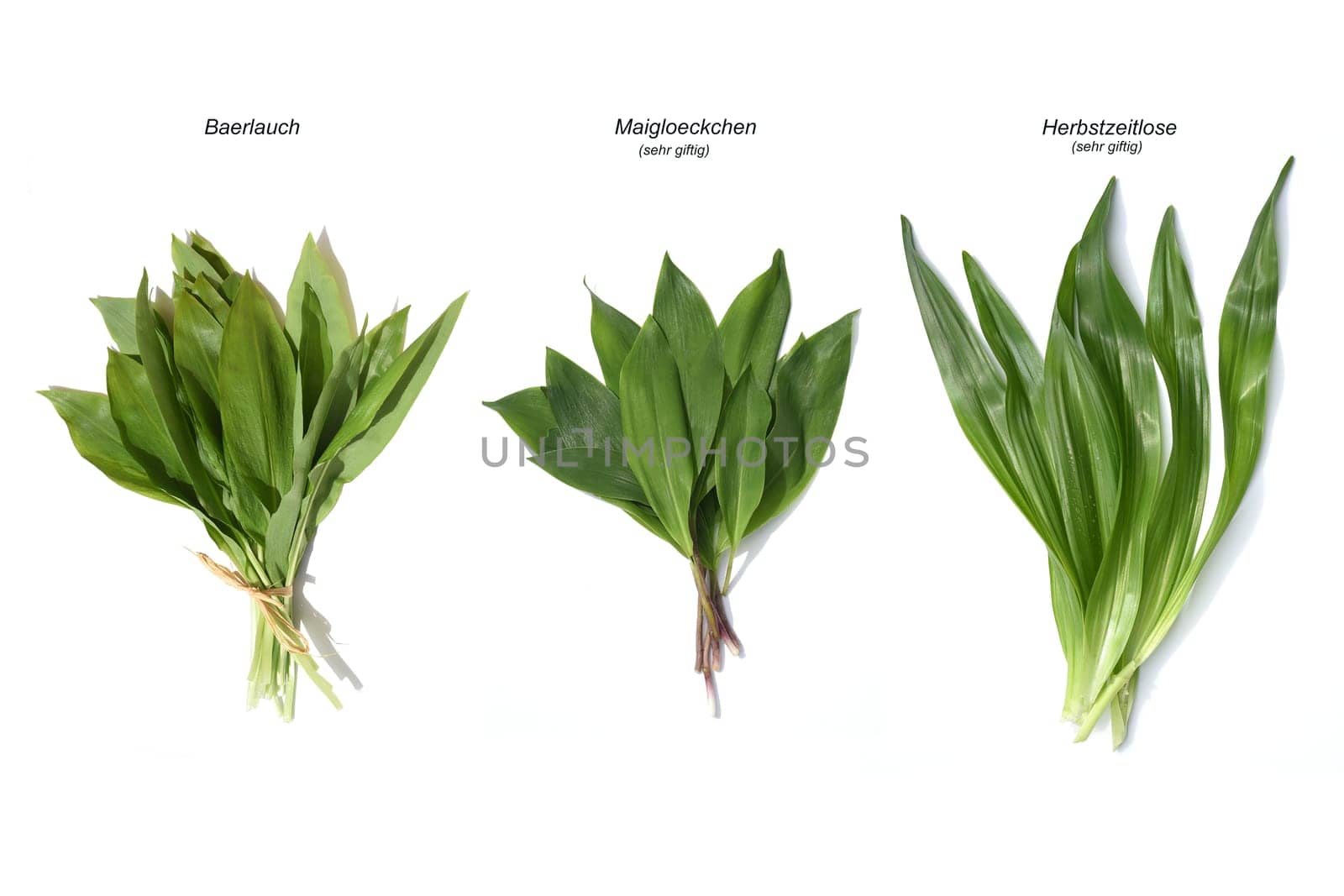 Allium  Ursinum garlic is an important herb and medicinal plant that has a garlic scent with white flowers. It has several poisonous doppelgangers,(double runner) such as lily of the valley,autumn crocus and arum.
