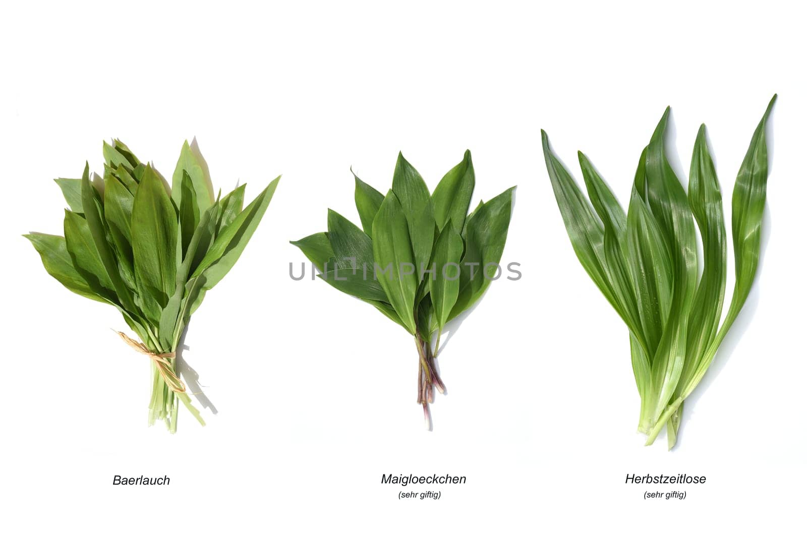 Allium  Ursinum garlic is an important herb and medicinal plant that has a garlic scent with white flowers. It has several poisonous doppelgangers,(double runner) such as lily of the valley,autumn crocus and arum.