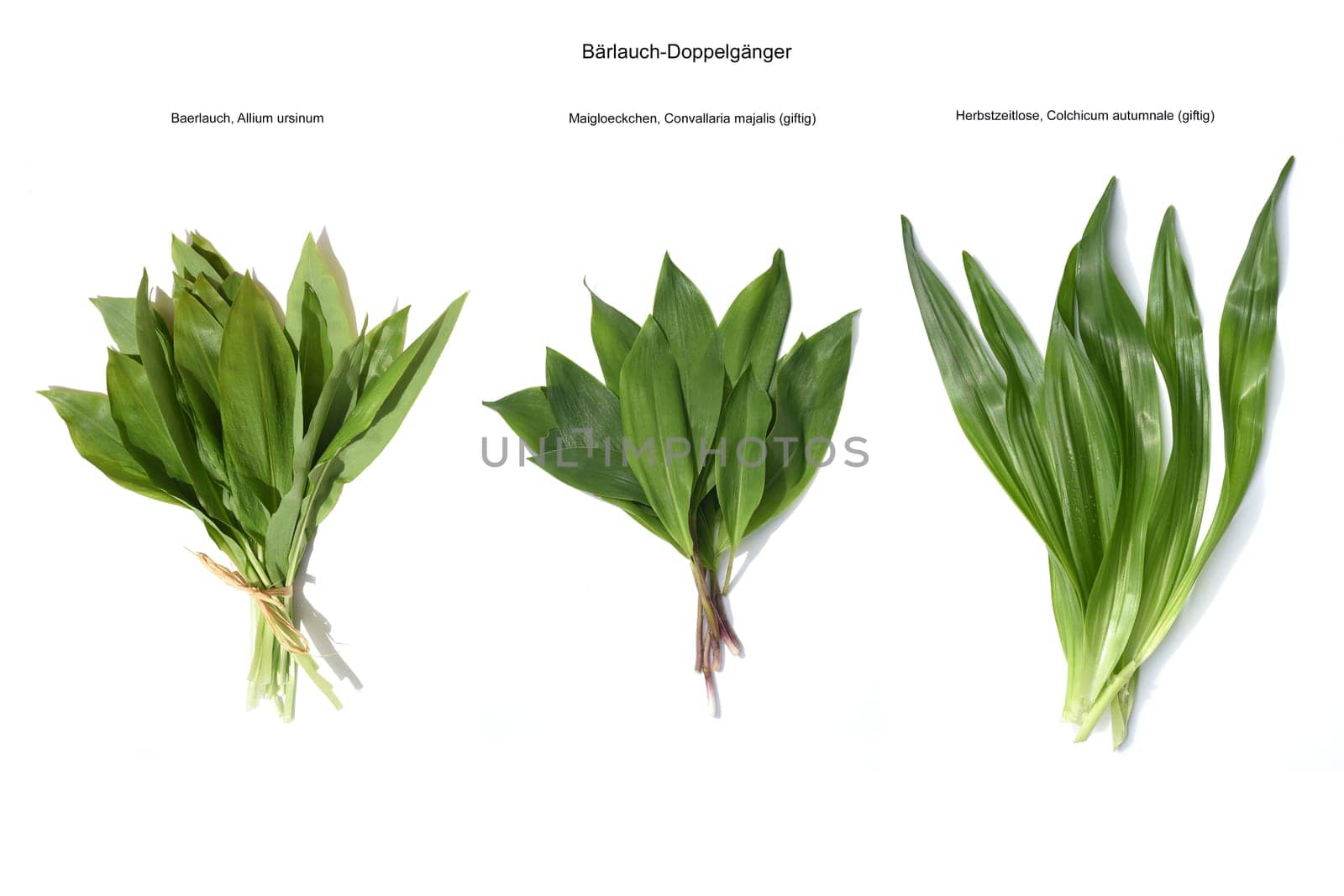 Allium  Ursinum garlic is an important herb and medicinal plant that has a garlic scent with white flowers. It has several poisonous doppelgangers,(double runner) such as lily of the valley,autumn crocus and arum.