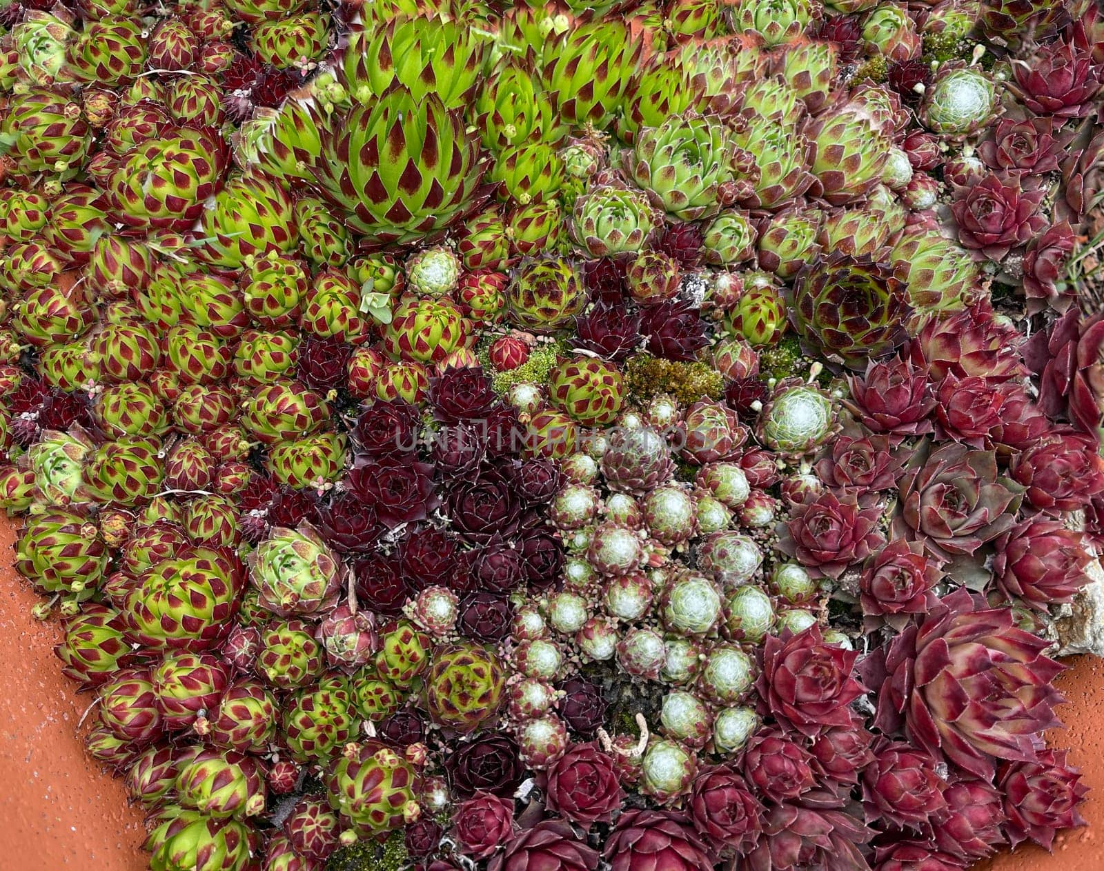 Houseleek,Sempervivum,tectorum,is a medicinal plant and an alpine flower with red flowers.