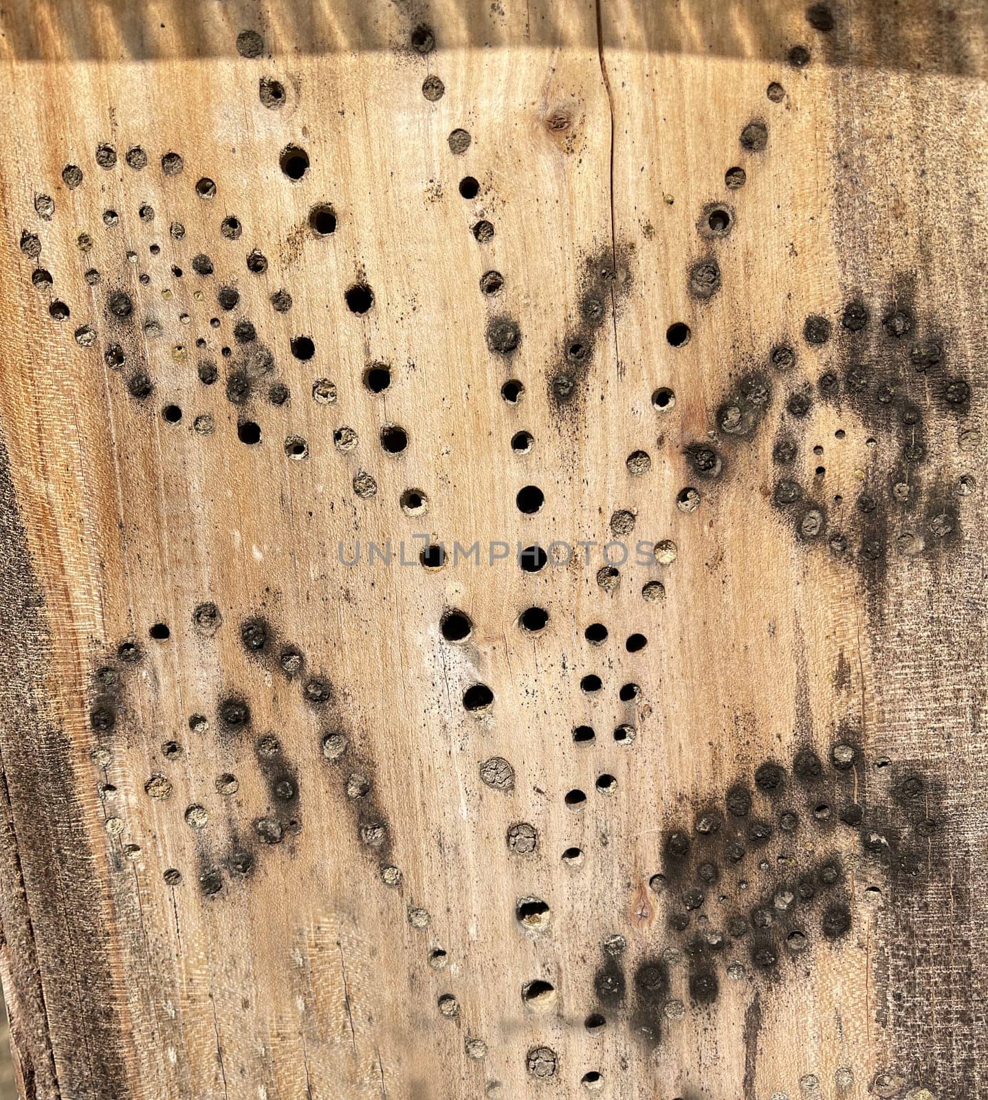 Insect hotels serve insects,especially wild bees,as a shelter and breeding ground.