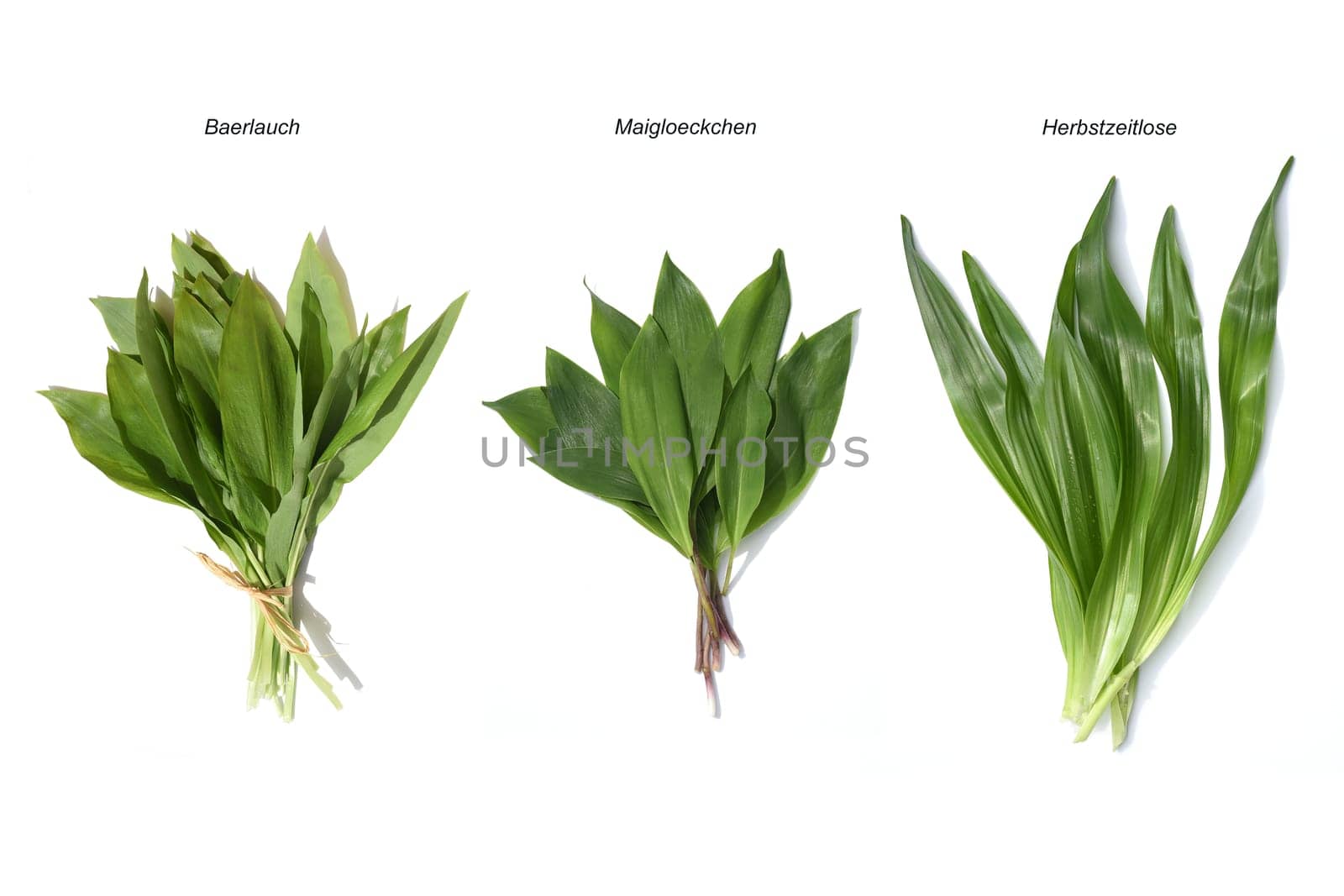Allium  Ursinum garlic is an important herb and medicinal plant that has a garlic scent with white flowers. It has several poisonous doppelgangers,(double runner) such as lily of the valley,autumn crocus and arum.
