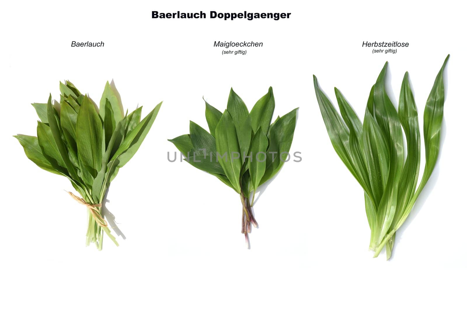 Allium  Ursinum garlic is an important herb and medicinal plant that has a garlic scent with white flowers. It has several poisonous doppelgangers,(double runner) such as lily of the valley,autumn crocus and arum.