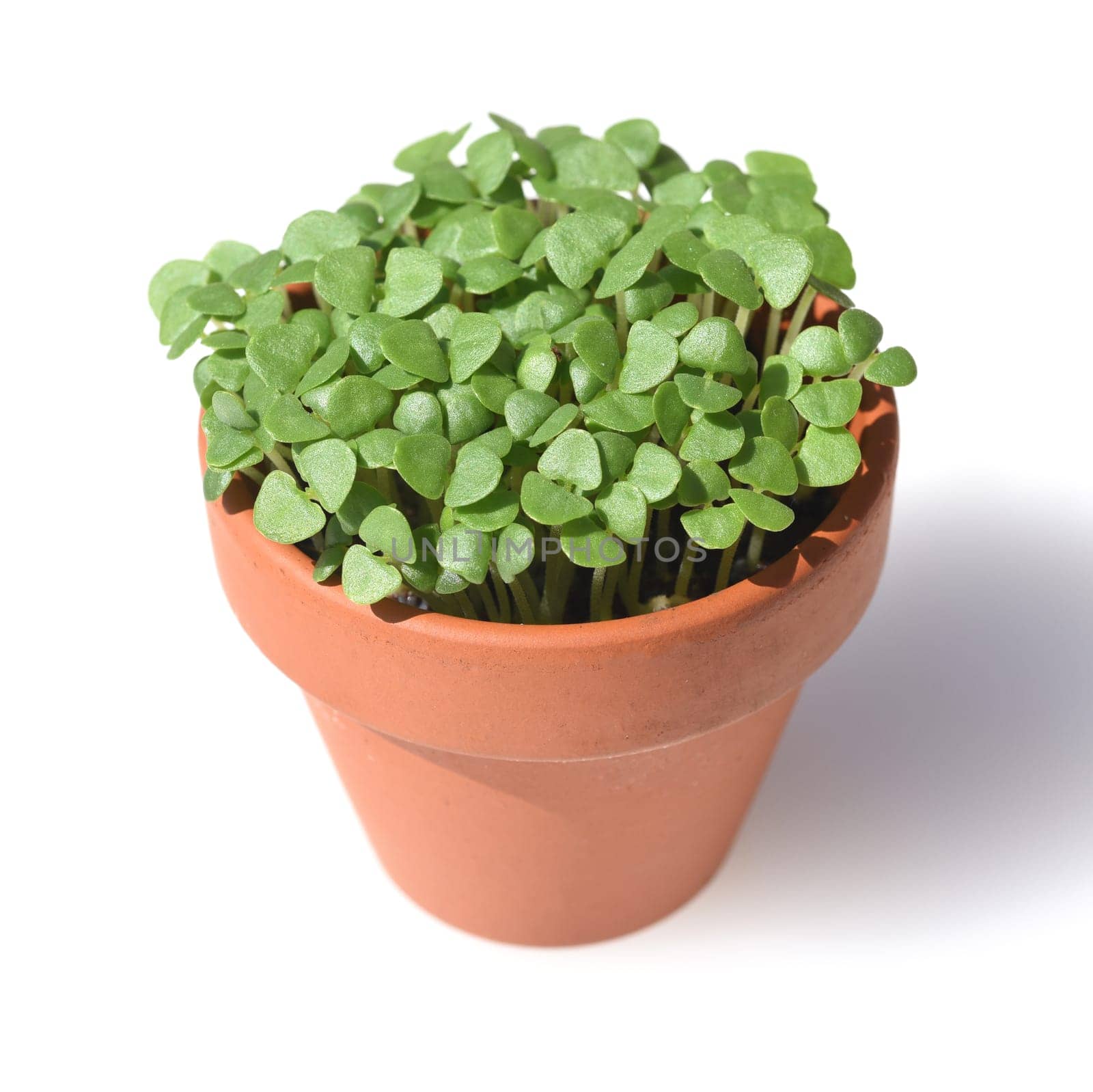 Basil,Ocimum basilicum,is a medicinal plant and kitchen ware with green leaves.