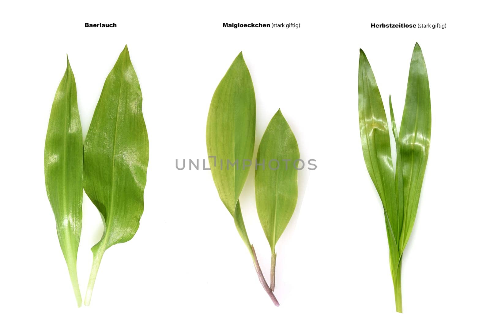 Allium  Ursinum garlic is an important herb and medicinal plant that has a garlic scent with white flowers. It has several poisonous doppelgangers,(double runner) such as lily of the valley,autumn crocus and arum.