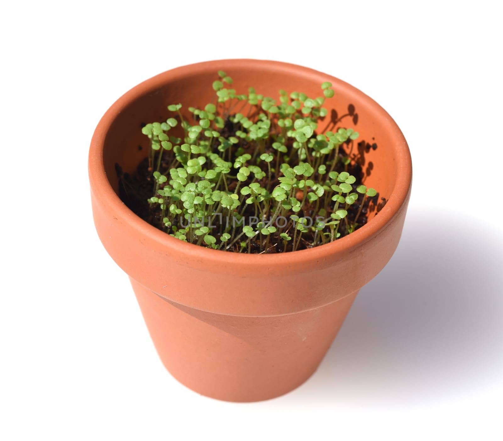 Peppermint,Mentha piperita,is one of the most important medicinal plants and herbs in cooking and medicinal medicine.