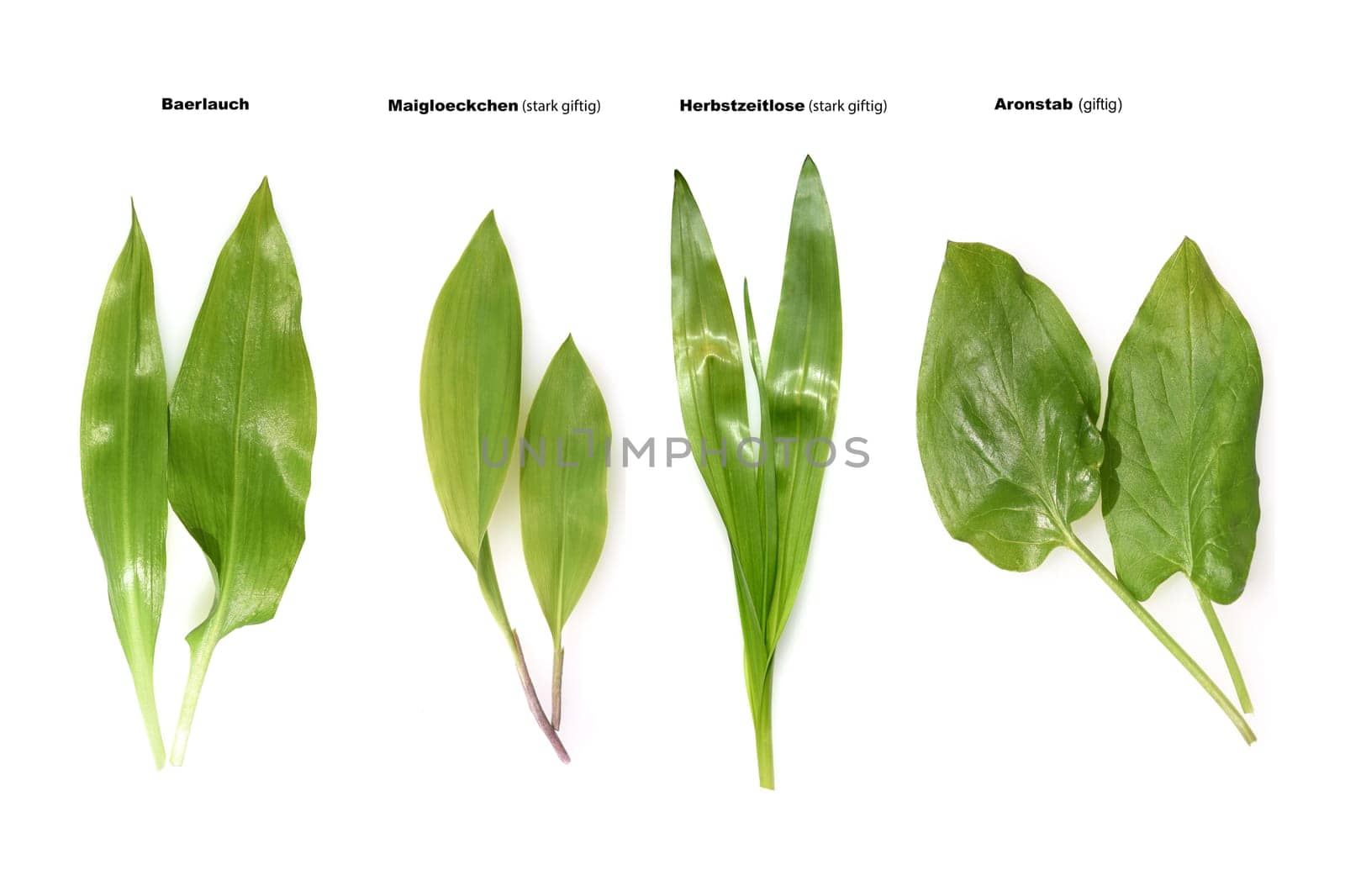 Allium  Ursinum garlic is an important herb and medicinal plant that has a garlic scent with white flowers. It has several poisonous doppelgangers,(double runner) such as lily of the valley,autumn crocus and arum.