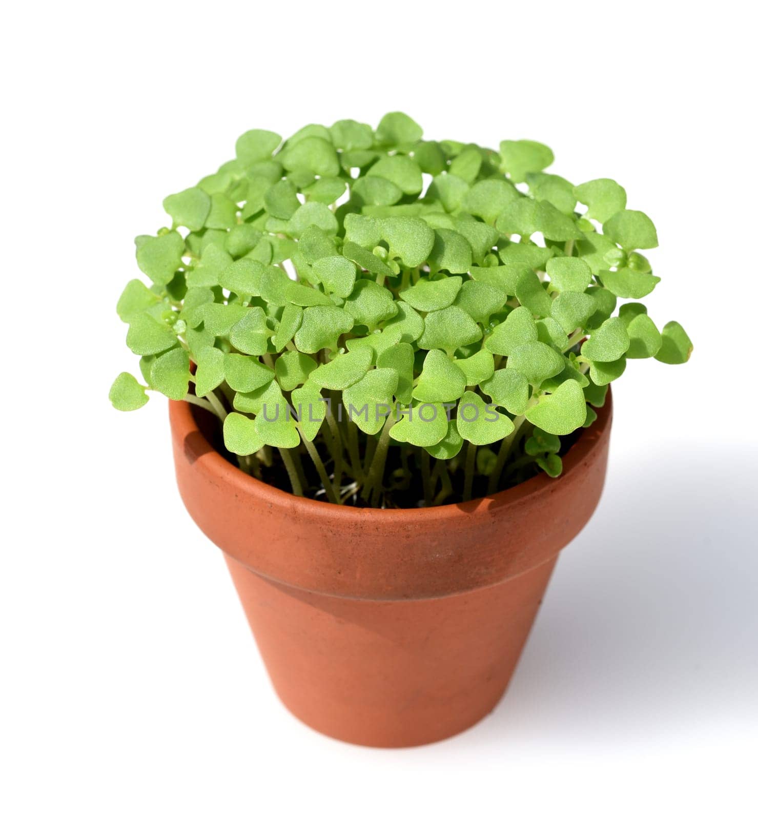 Basil,Ocimum basilicum,is a medicinal plant and kitchen ware with green leaves.
