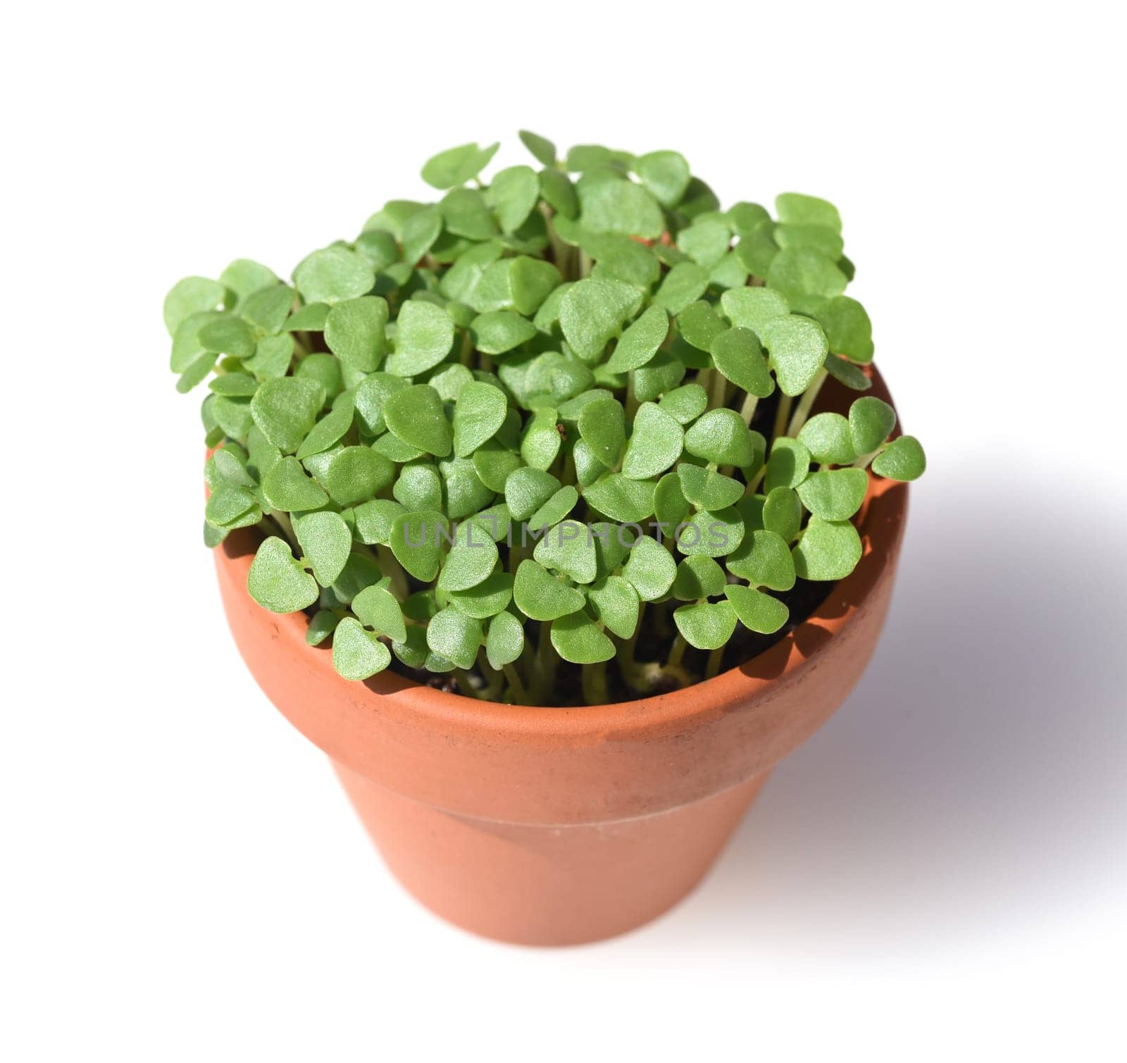 Basil,Ocimum basilicum,is a medicinal plant and kitchen ware with green leaves.
