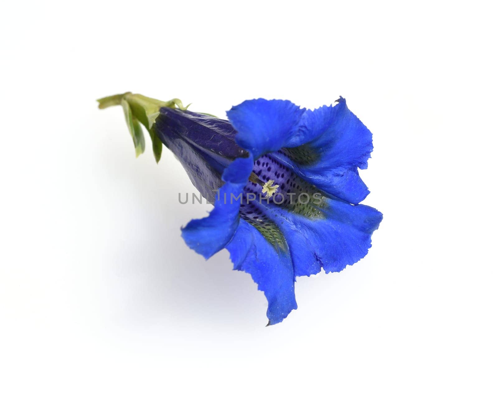 Gentian,Gentiana acaulis,the silicate gentian comes from the mountains of Central Europe. It is a deep blue flowering perennial that should not be missing in any garden.
