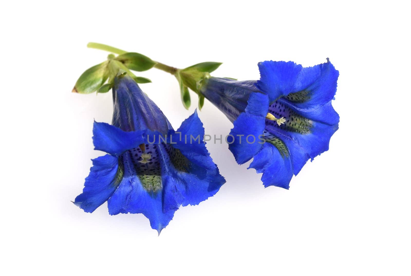Gentian,Gentiana acaulis,the silicate gentian comes from the mountains of Central Europe. It is a deep blue flowering perennial that should not be missing in any garden.