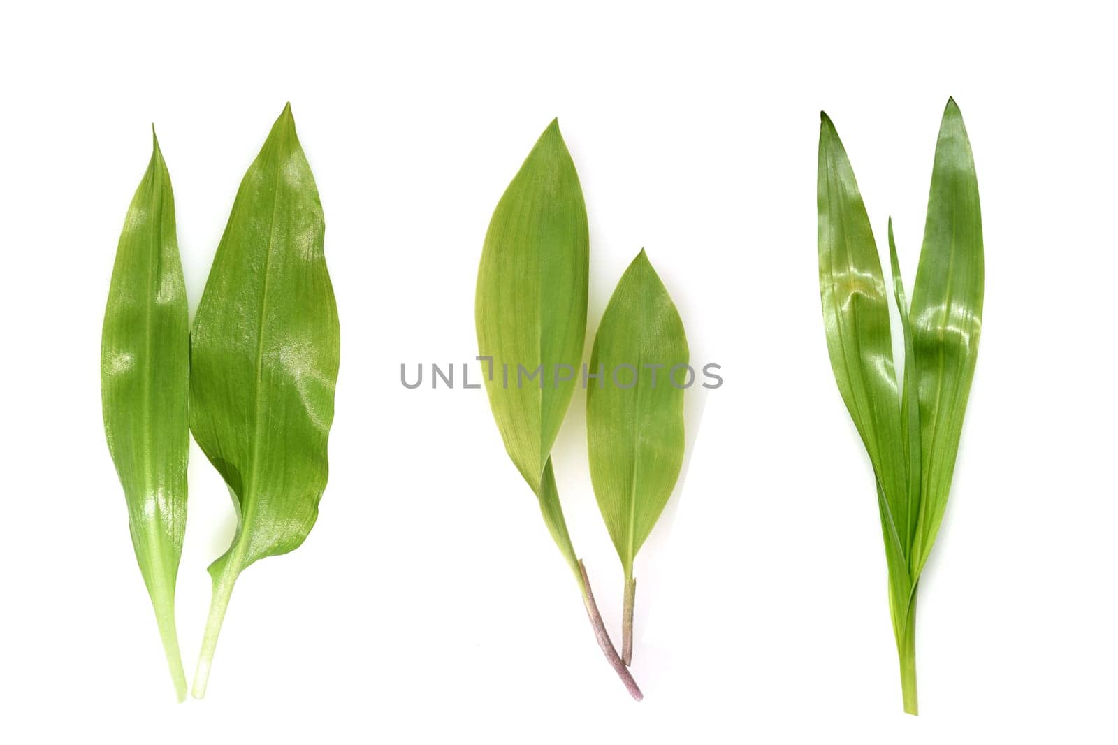 Allium  Ursinum garlic is an important herb and medicinal plant that has a garlic scent with white flowers. It has several poisonous doppelgangers,(double runner) such as lily of the valley,autumn crocus and arum.