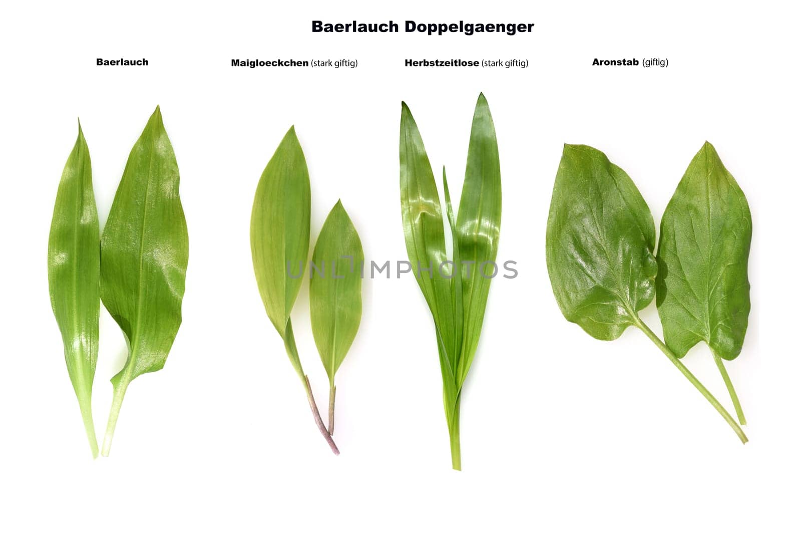 Allium  Ursinum garlic is an important herb and medicinal plant that has a garlic scent with white flowers. It has several poisonous doppelgangers,(double runner) such as lily of the valley,autumn crocus and arum.