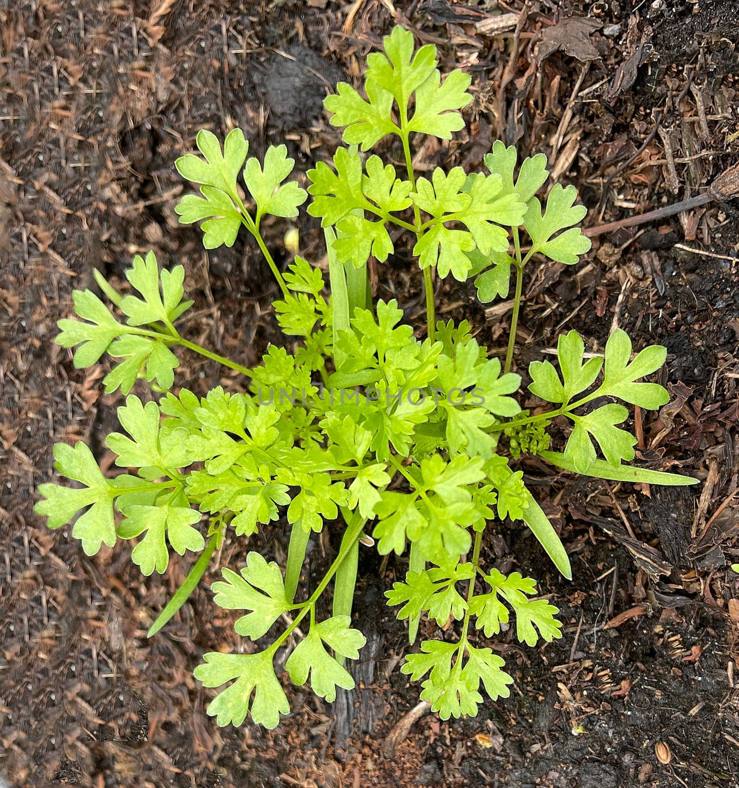Chervil,Anthriscus cerefolium,is an important medicinal and medicinal plant. The herb is also used in the Frankfurt green sauce.