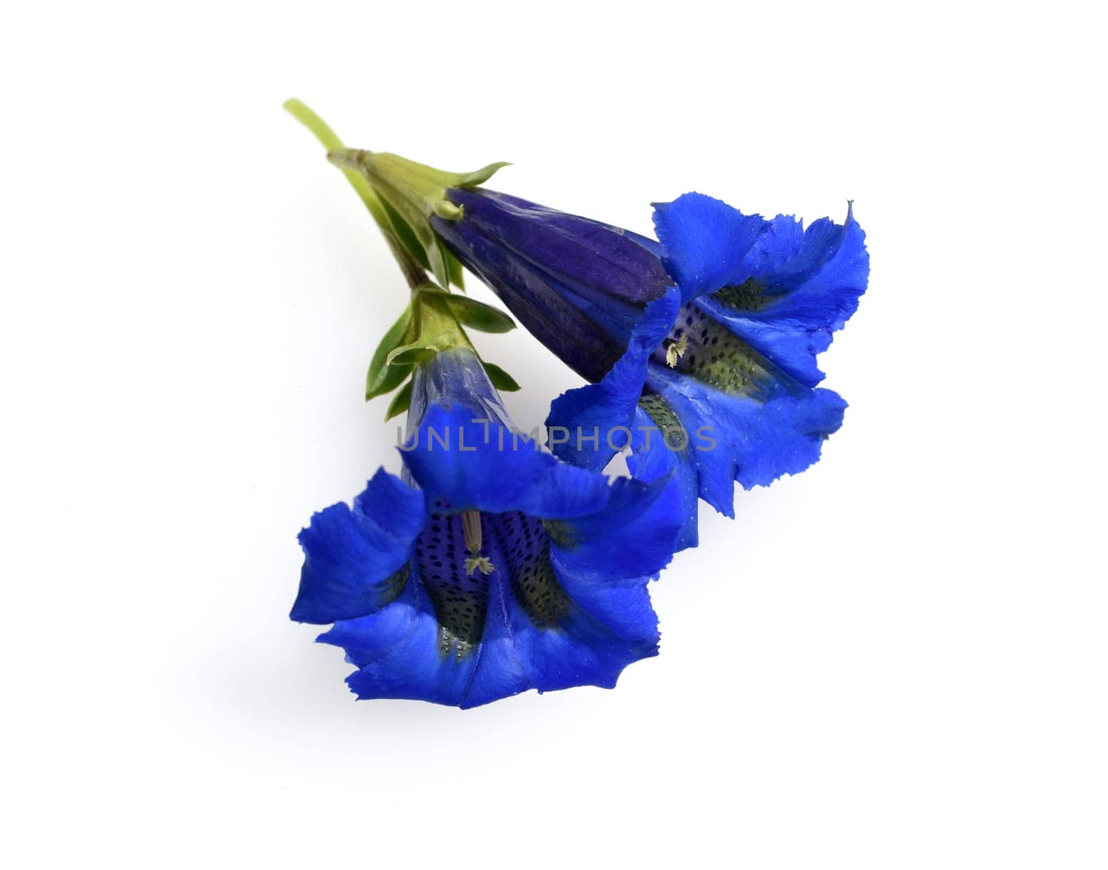 Gentian,Gentiana acaulis,the silicate gentian comes from the mountains of Central Europe. It is a deep blue flowering perennial that should not be missing in any garden.