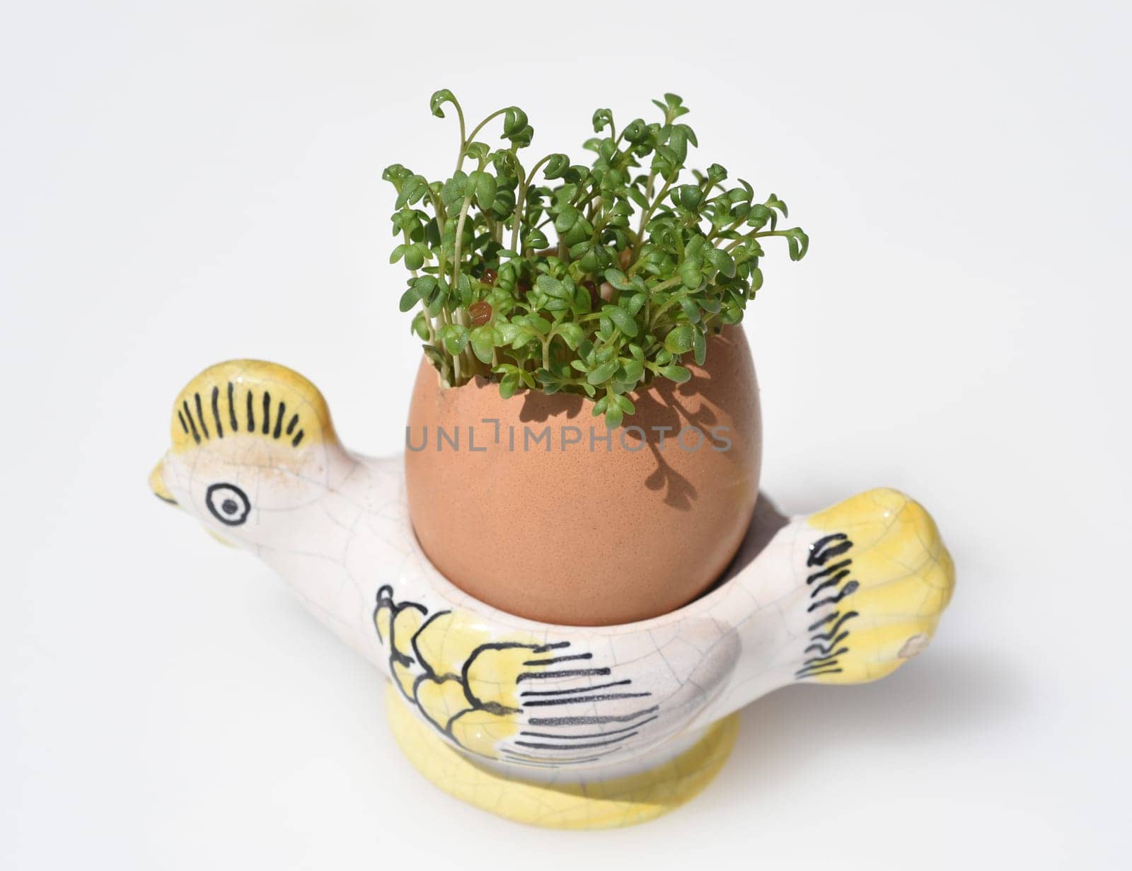 Cress,seedling,Lepidium sativum,is an important medicinal and medicinal plant. At Easter fun for children pulled in an egg.