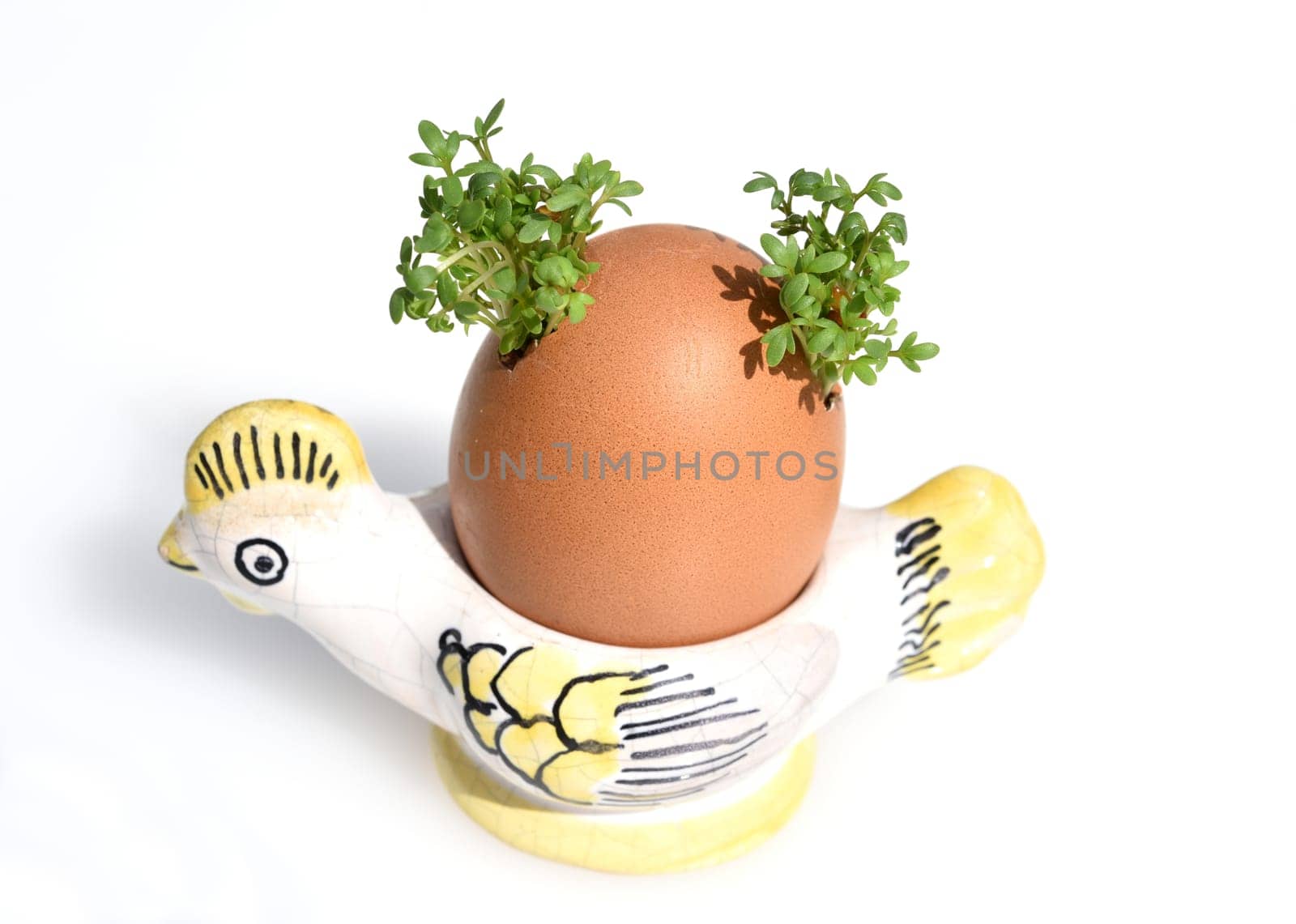 Cress,seedling,Lepidium sativum,is an important medicinal and medicinal plant. At Easter fun for children pulled in an egg.