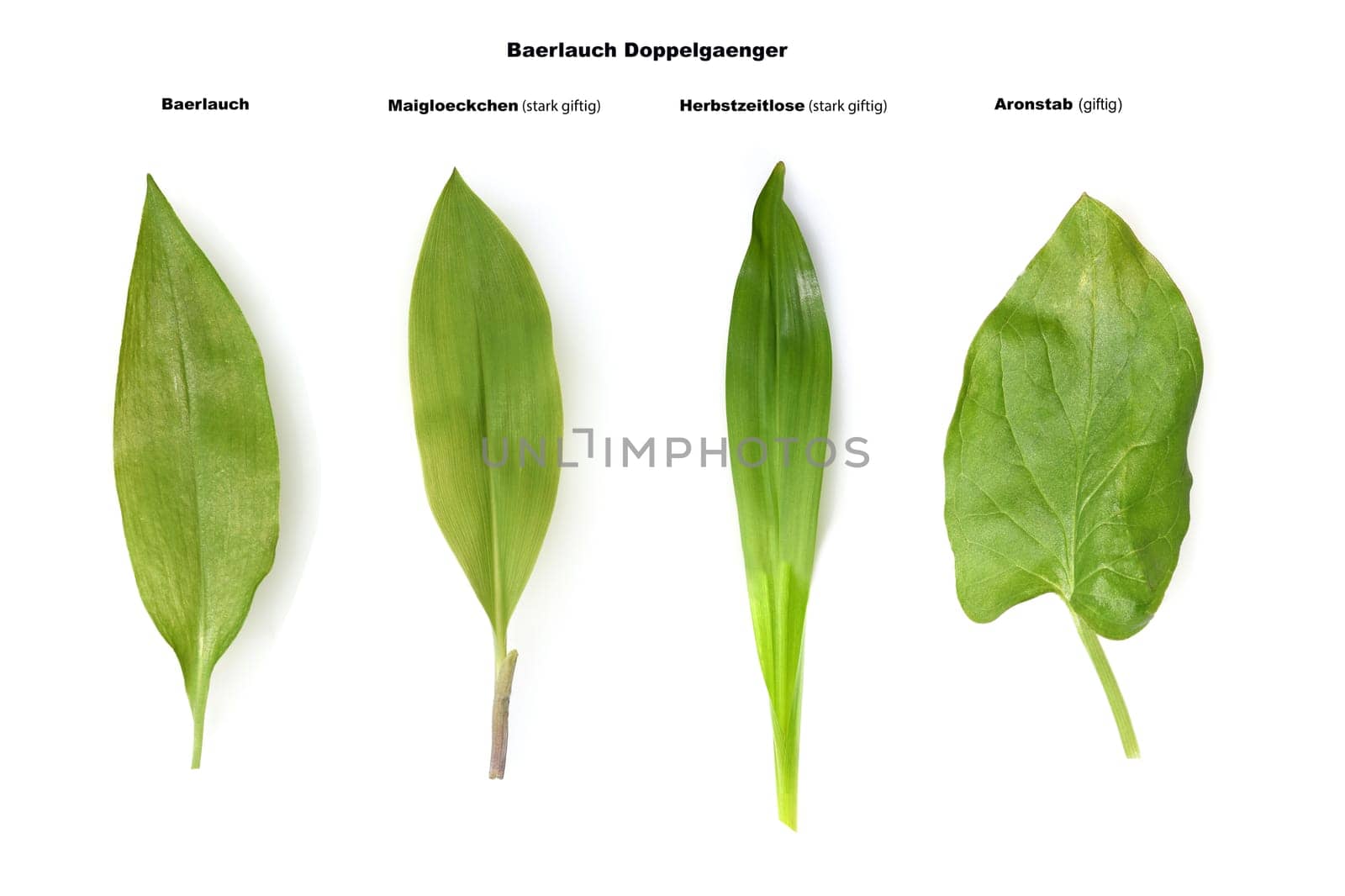 Allium  Ursinum garlic is an important herb and medicinal plant that has a garlic scent with white flowers. It has several poisonous doppelgangers,(double runner) such as lily of the valley,autumn crocus and arum.