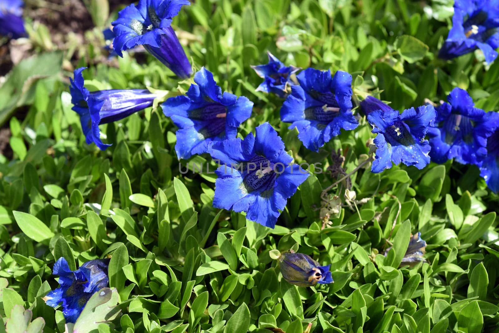 Gentian,Gentiana acaulis,the silicate gentian comes from the mountains of Central Europe. It is a deep blue flowering perennial that should not be missing in any garden.