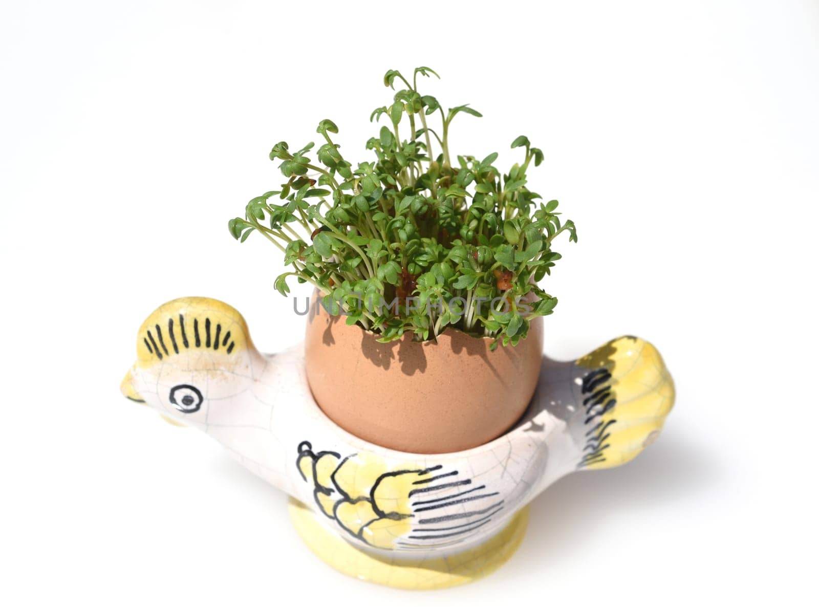 Cress,seedling,Lepidium sativum,is an important medicinal and medicinal plant. At Easter fun for children pulled in an egg.