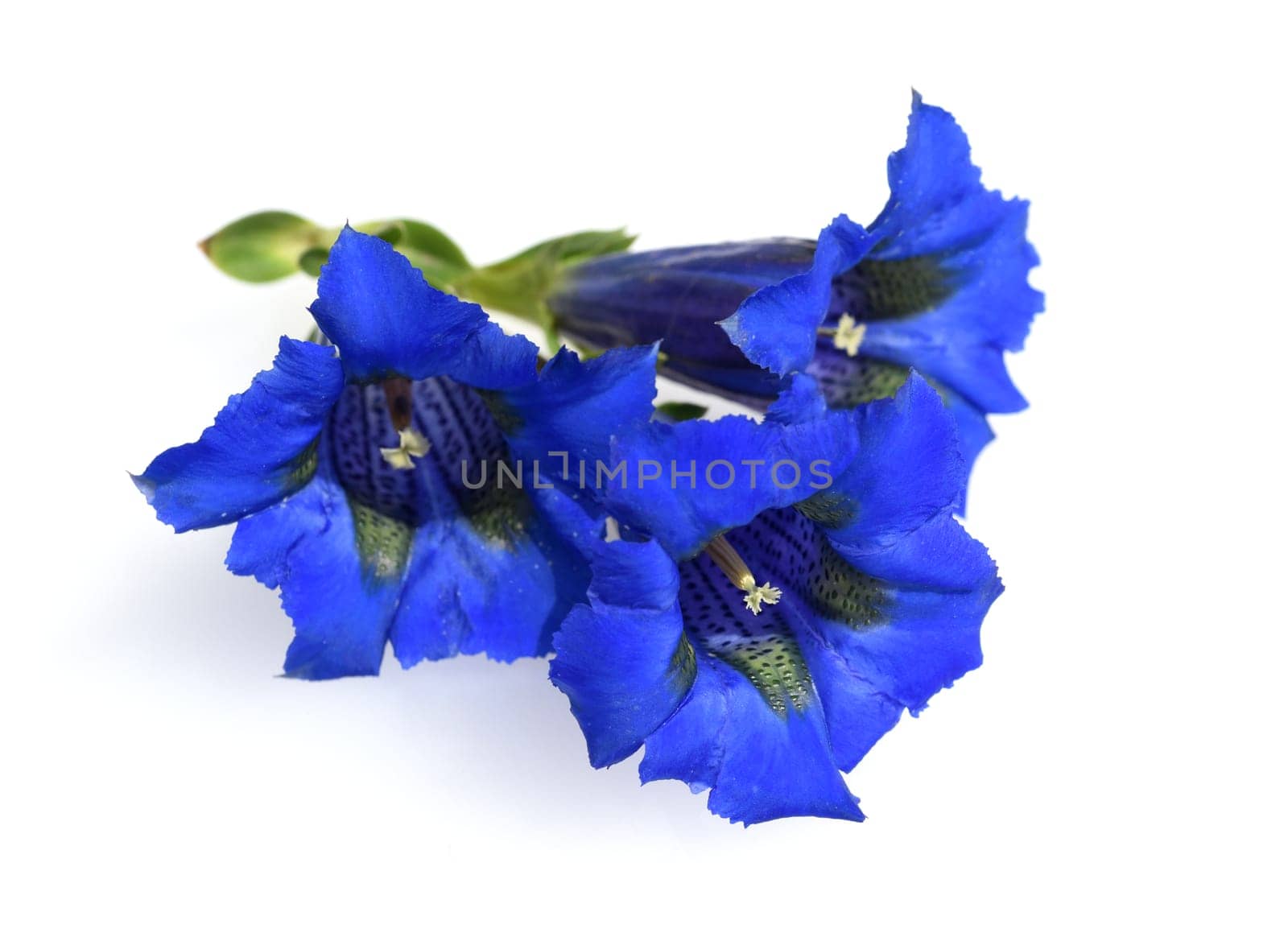 Gentian,Gentiana acaulis,the silicate gentian comes from the mountains of Central Europe. It is a deep blue flowering perennial that should not be missing in any garden.