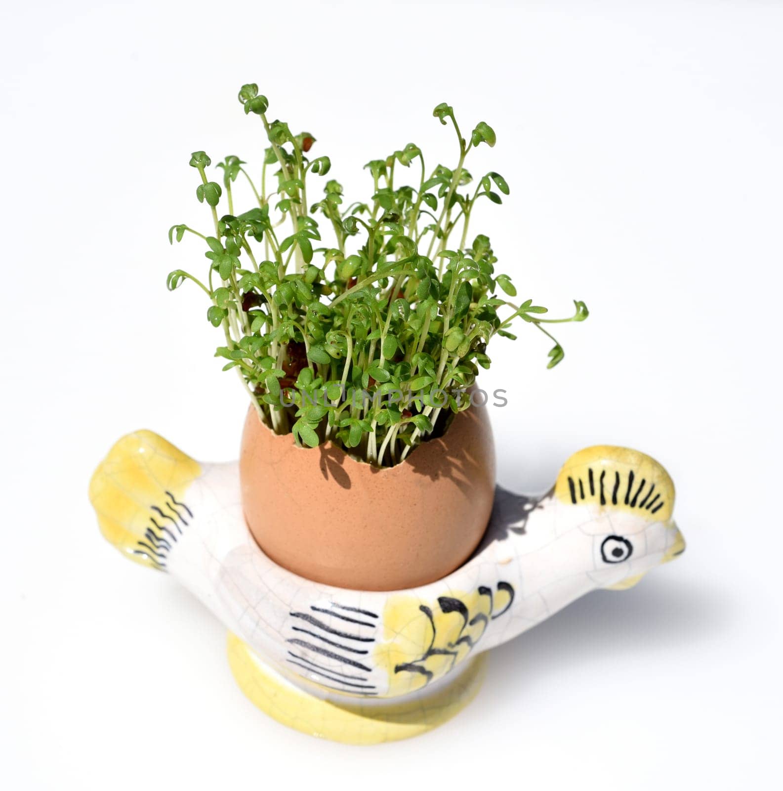 Cress,seedling,Lepidium sativum,is an important medicinal and medicinal plant. At Easter fun for children pulled in an egg.