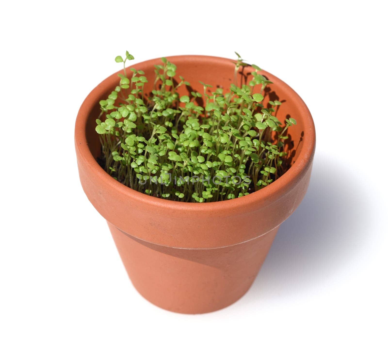 Peppermint,Mentha piperita,is one of the most important medicinal plants and herbs in cooking and medicinal medicine.