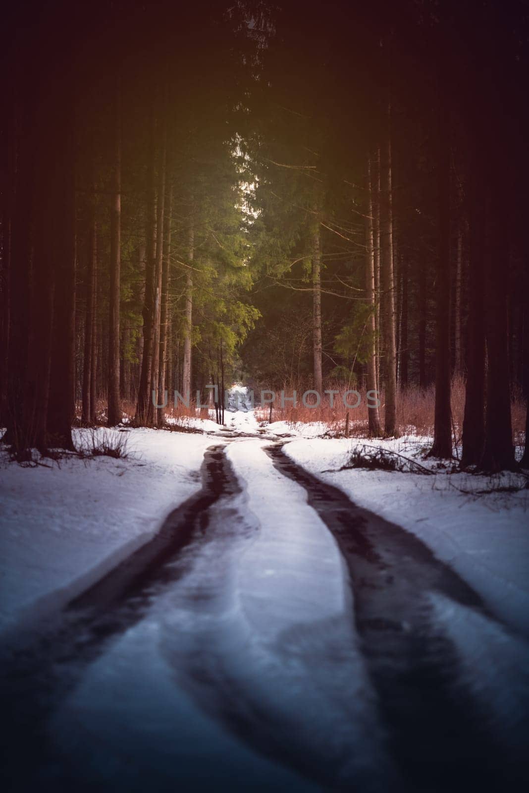 Forest road in winter with snow and trees