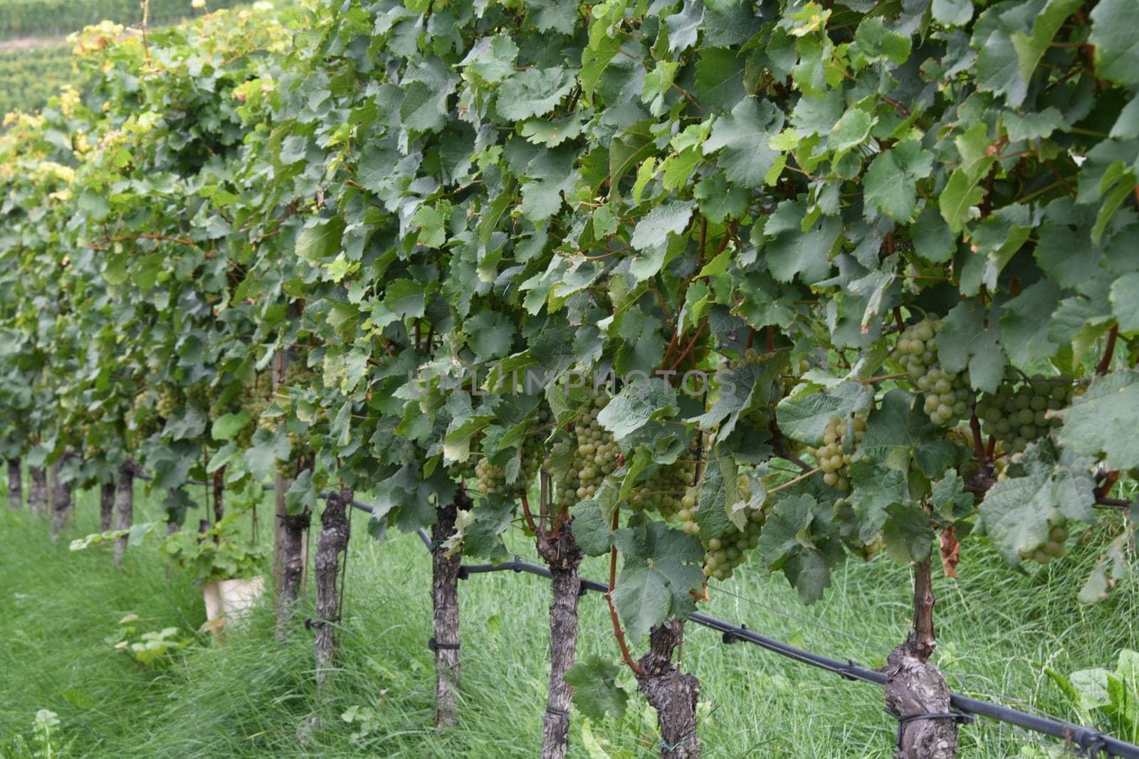The Kerner is a robust,Riesling-like white wine variety. The berry color is green yellow. The largest growing areas are in Germany,Japan,Italy and Switzerland.
