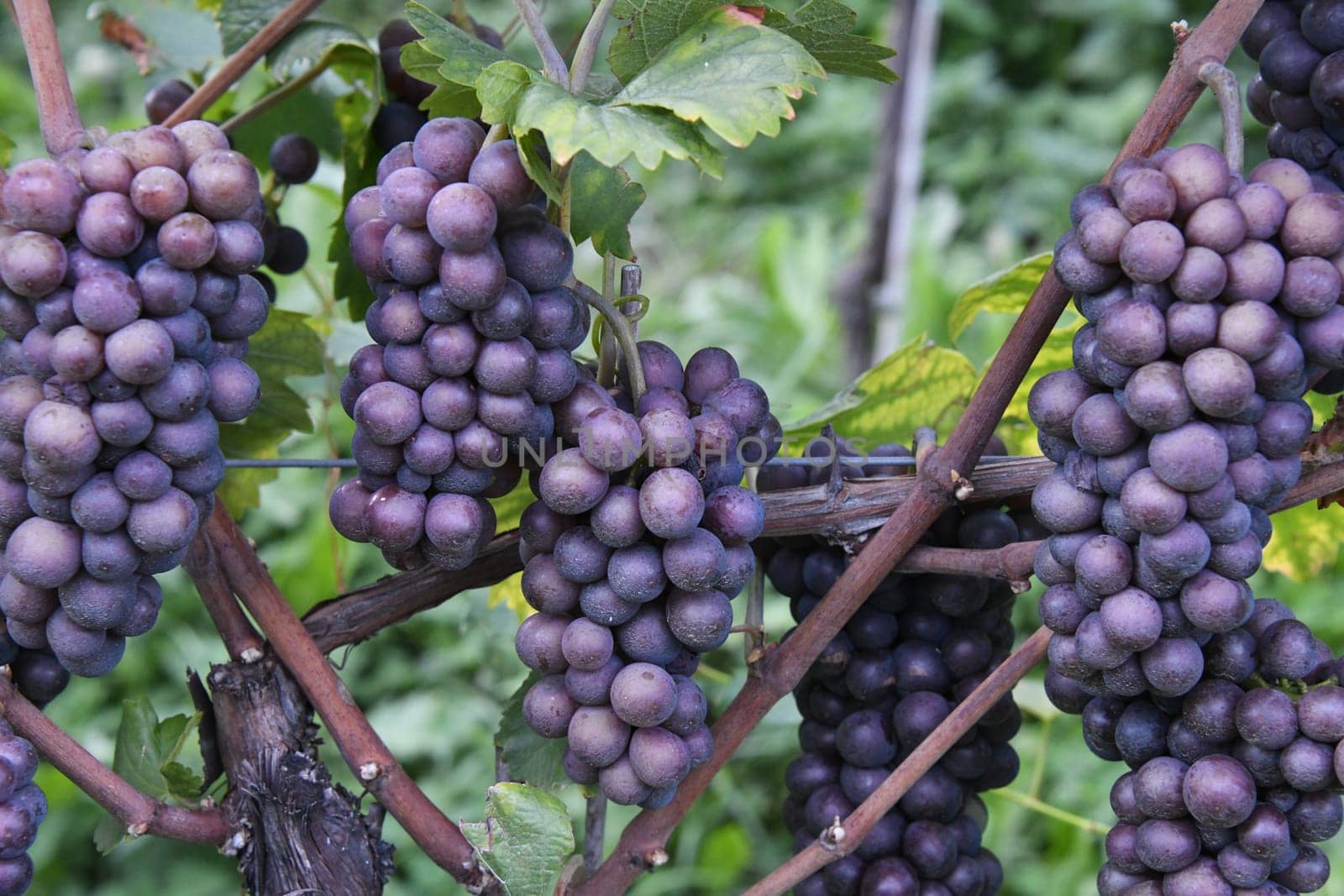 In Germany,Austria and France this wine variety is called Pinot Gris and in Australia,Luxembourg and Italy as Pinot grigio,in Valais as Malvoi.