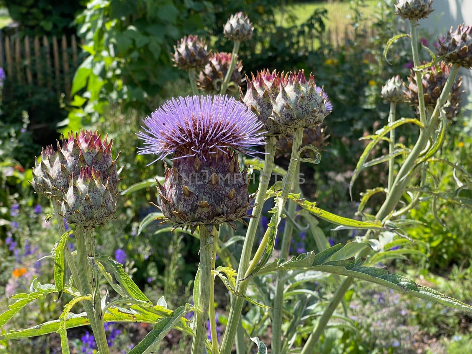 Artichoke,Cynara scolymus,is a vegetable and medicinal plant.