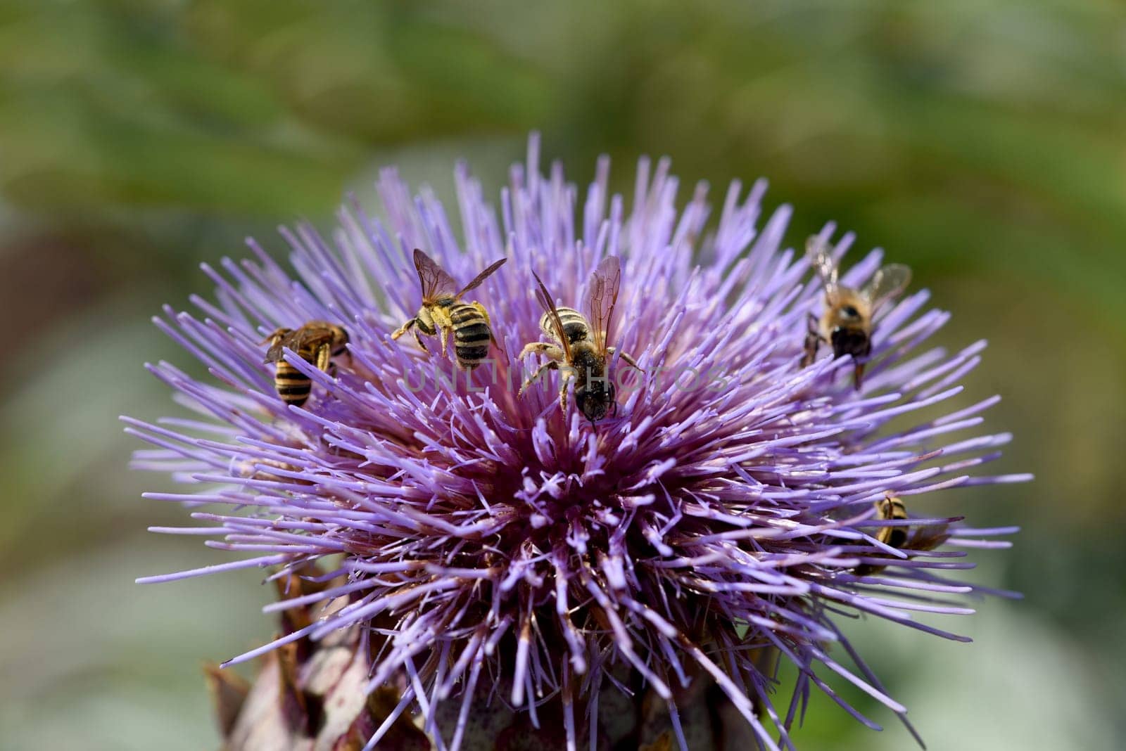 Artichoke,Cynara scolymus,is a vegetable and medicinal plant.