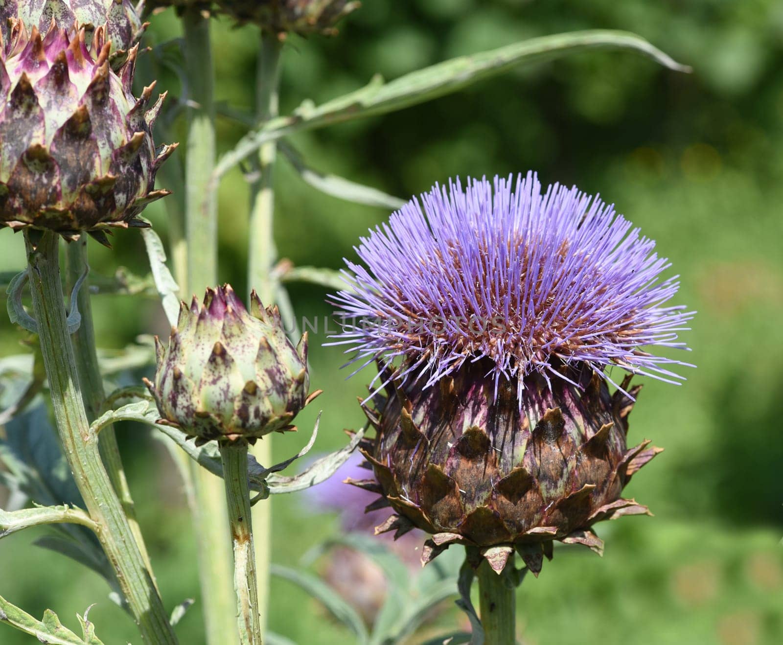 Artichoke,Cynara scolymus,is a vegetable and medicinal plant.