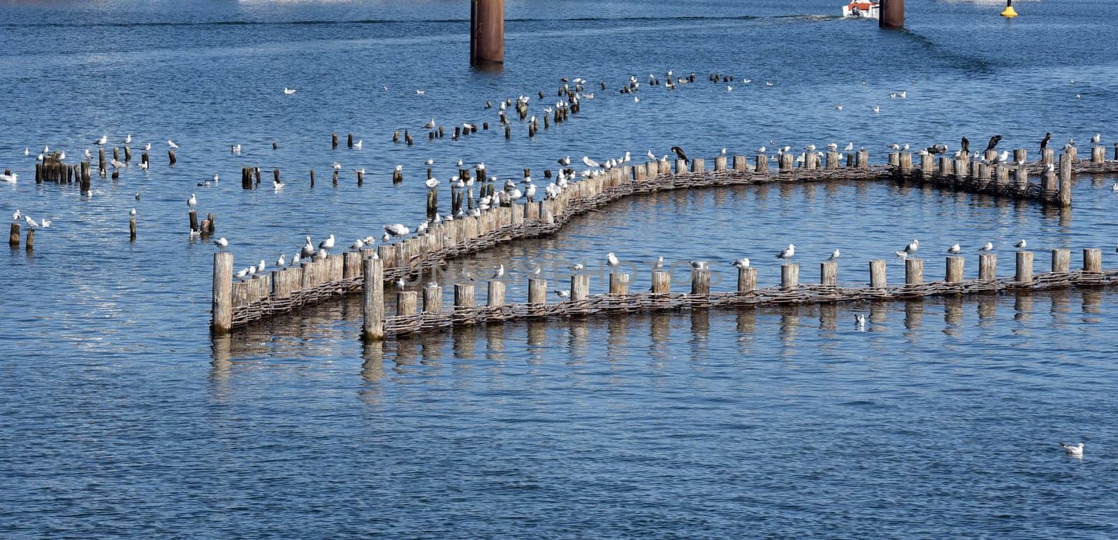 Herring fence in the town of Kappeln is a unique document of fishing in the Schlei. It is the last fully functional herring fence in Europe.