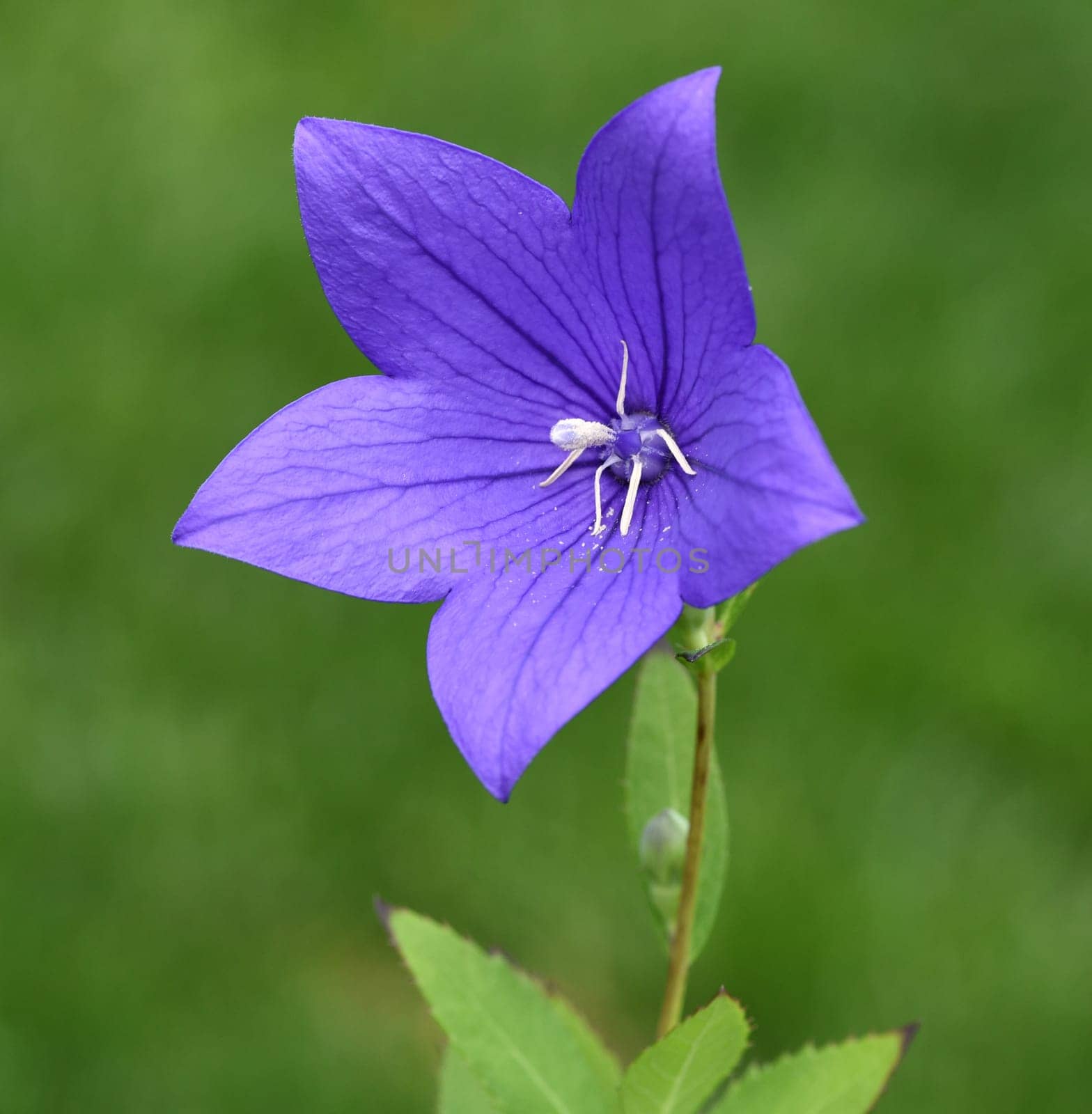 Balloon flower,Platycodon grandiflorum is an attractive ornamental flower with beautiful blue flowers.
