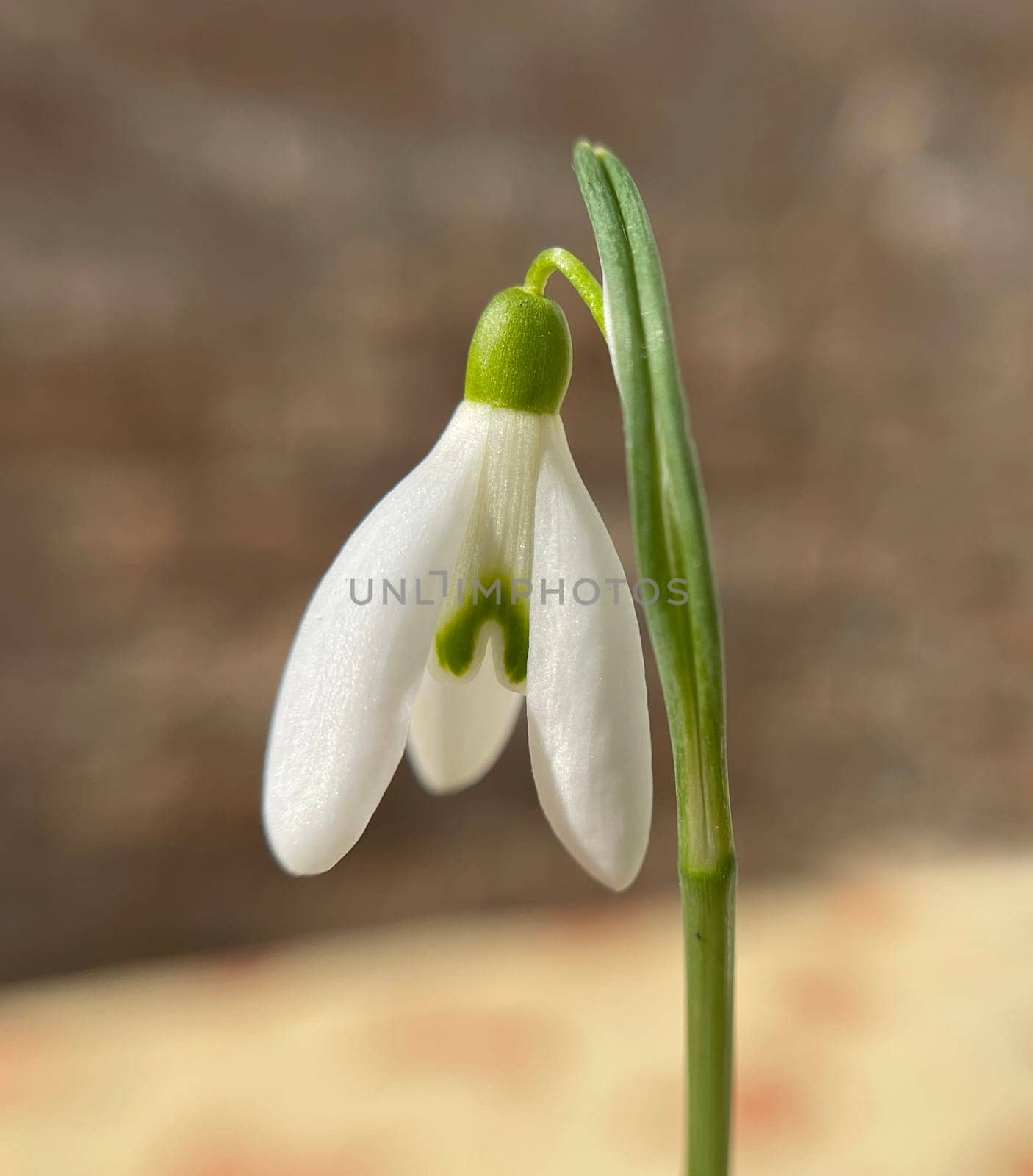 Snowdrop,Galanthus nivalis,is a flower that blooms in winter and is an important medicinal plant.