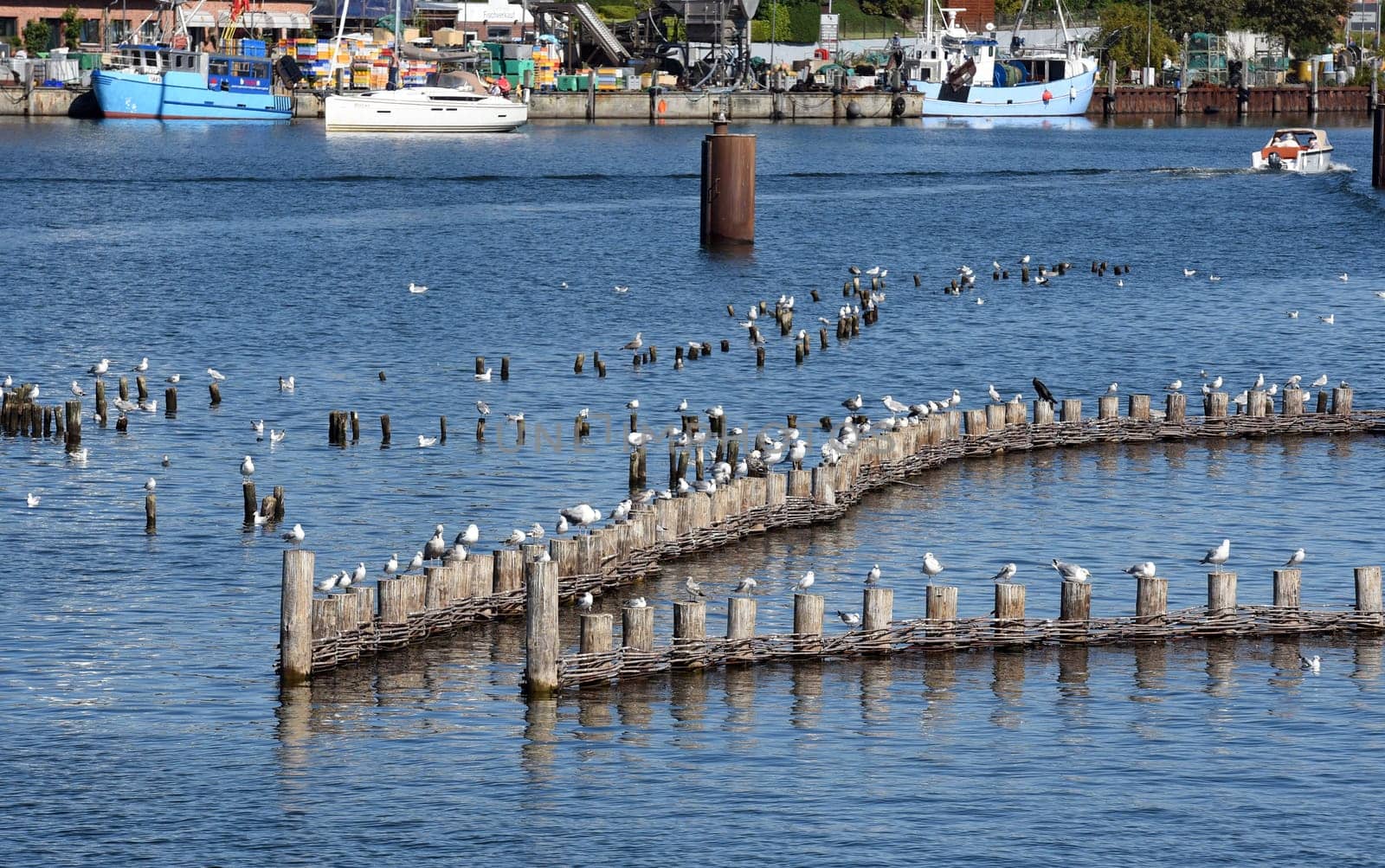 Herring fence in the town of Kappeln is a unique document of fishing in the Schlei. It is the last fully functional herring fence in Europe.