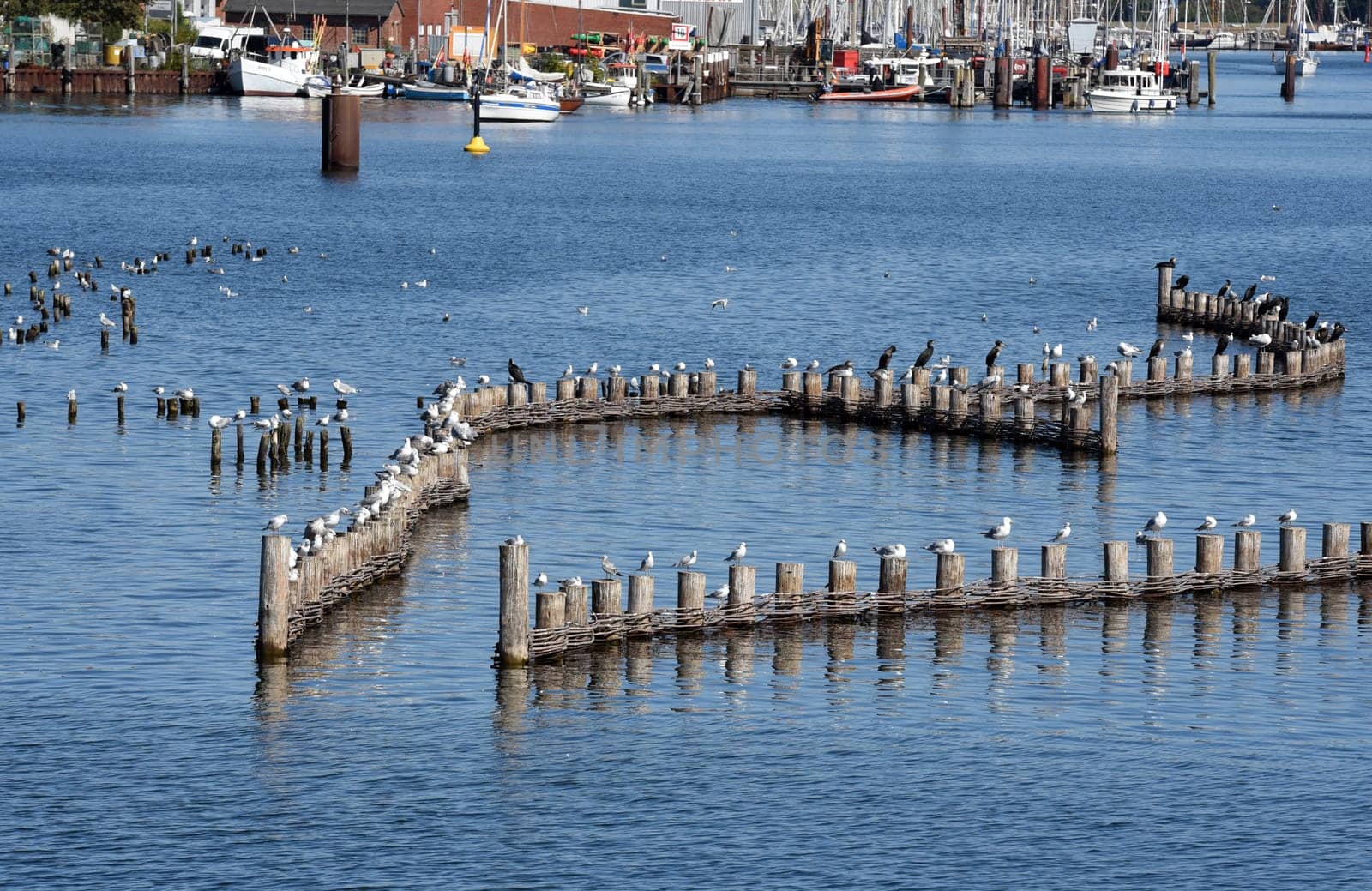 Herring fence in the town of Kappeln is a unique document of fishing in the Schlei. It is the last fully functional herring fence in Europe.