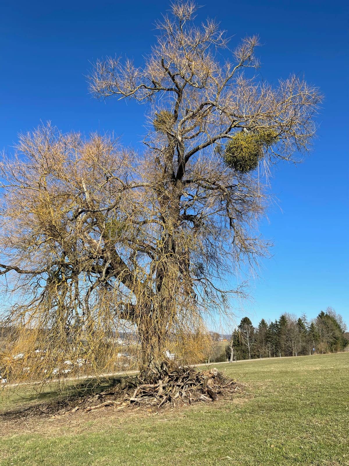 Mistletoe,Viscum album,is a parasite that lives on our native trees.