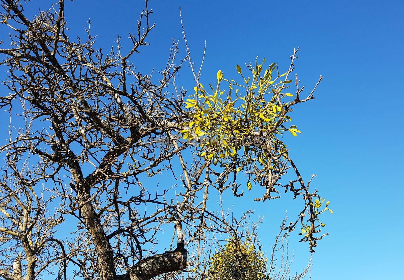 Mistletoe,Viscum album,is a parasite that lives on our native trees.