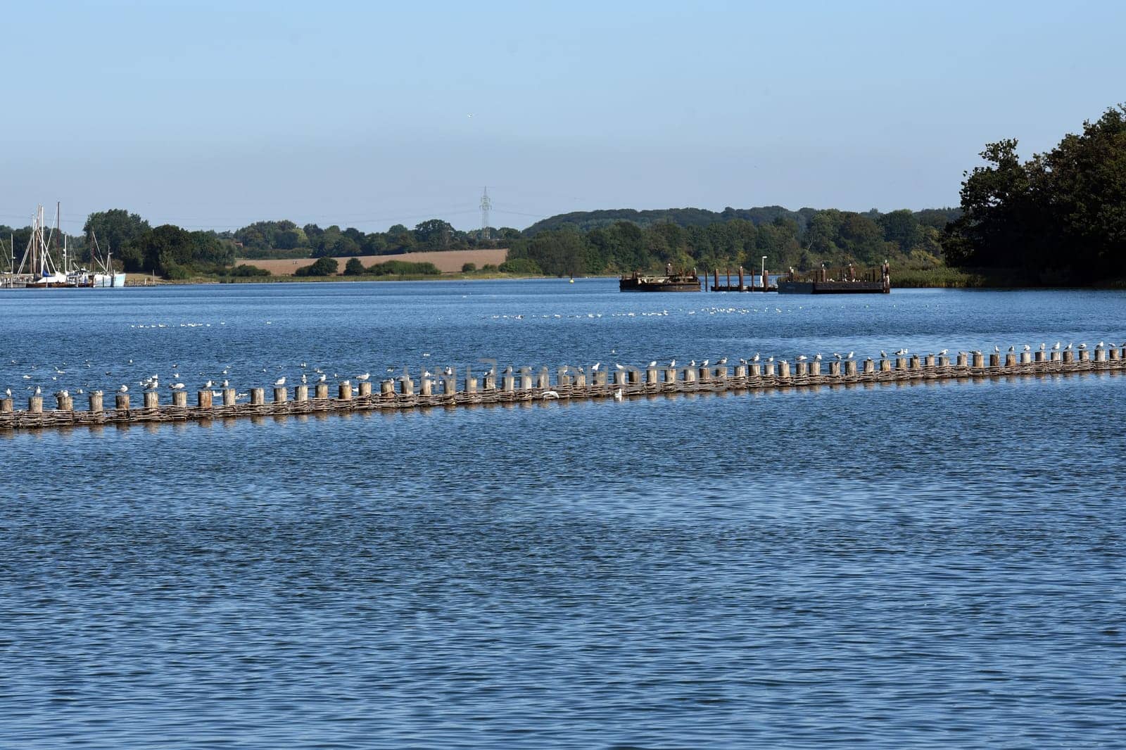 Herring fence in the town of Kappeln is a unique document of fishing in the Schlei. It is the last fully functional herring fence in Europe.