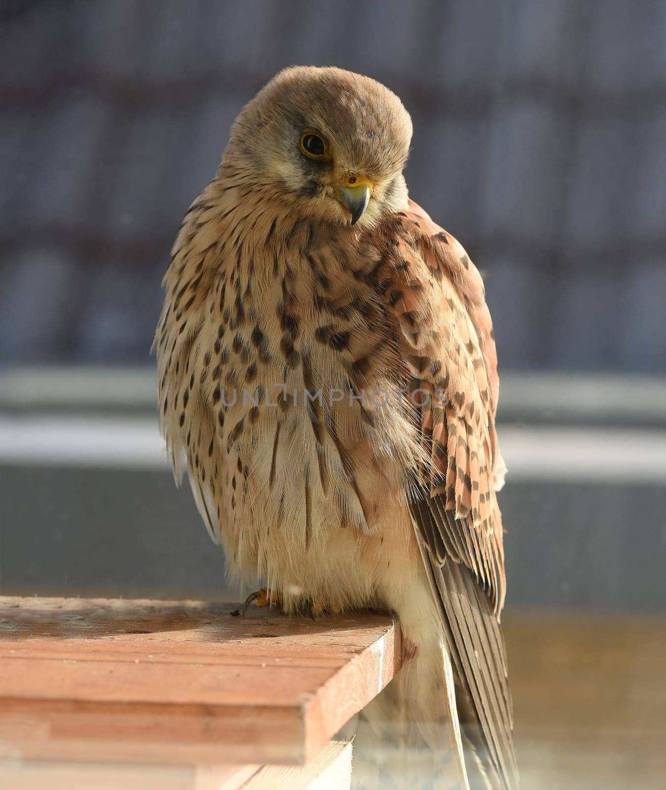 Sparrowhawk,Accipiter nisus,is a native bird of prey that primarily hunts mice and young birds.